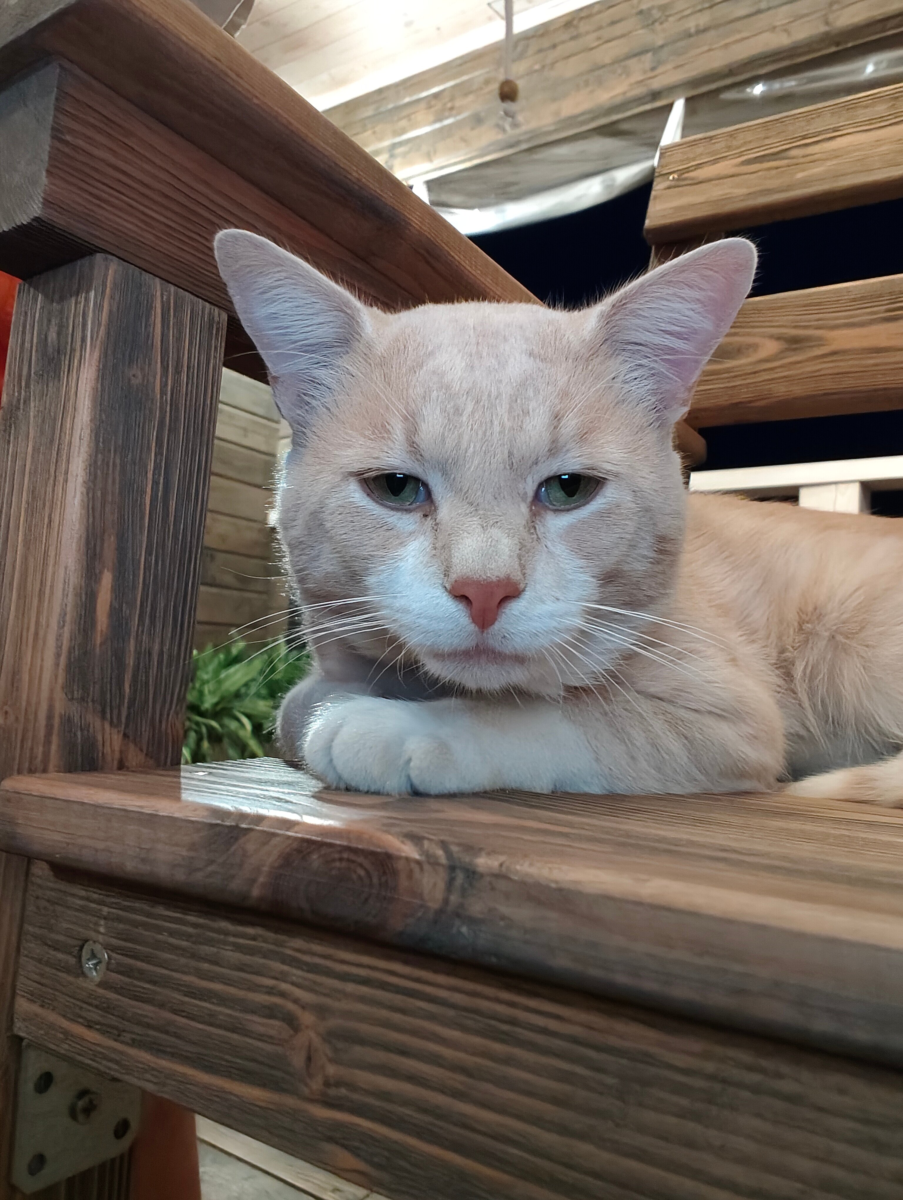 Фото Зарянка