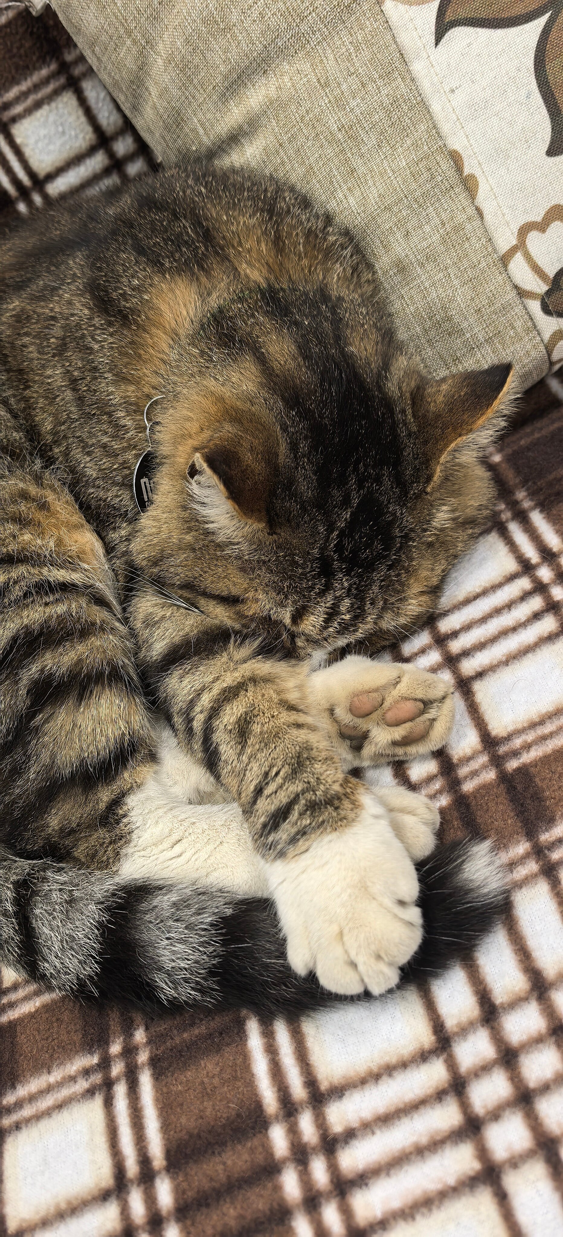 Фото Командор