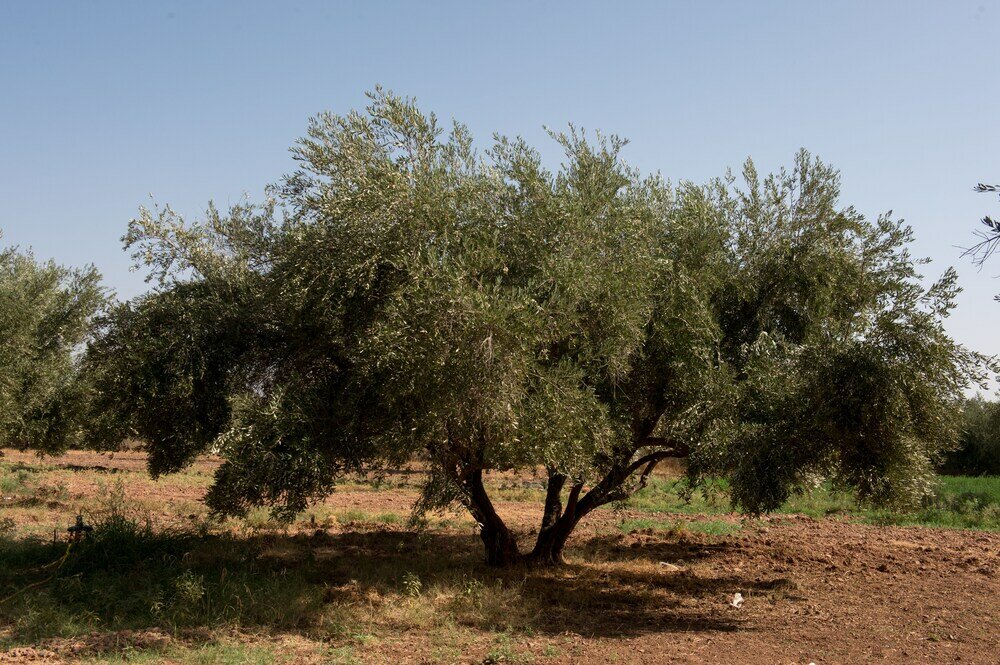 Фото La Ferme El Dar