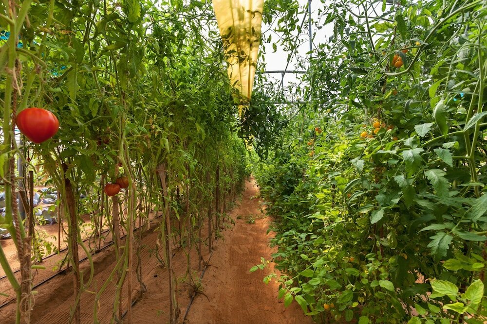 Фото Six Senses Zighy Bay