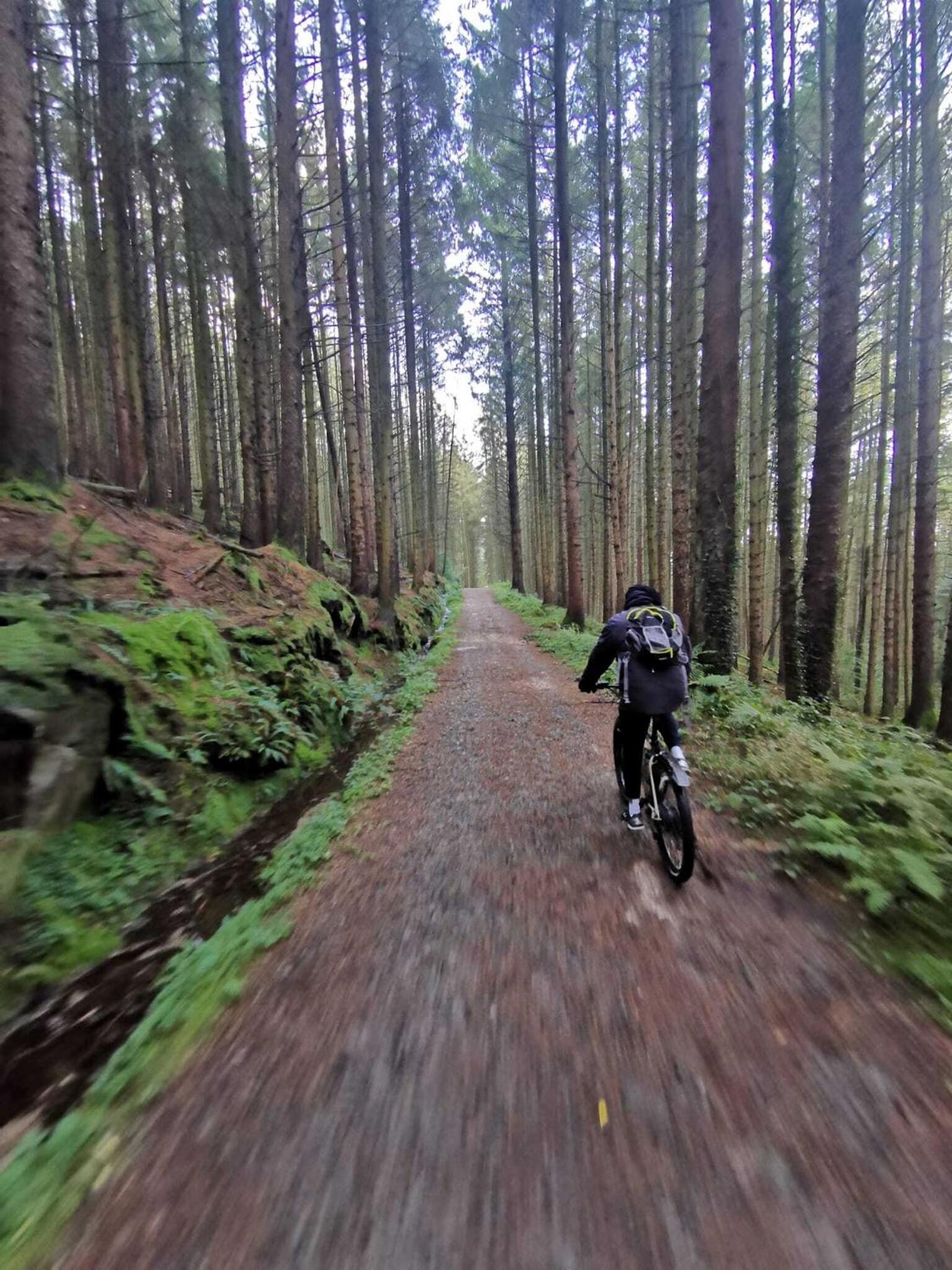 Фото The Oystercatcher