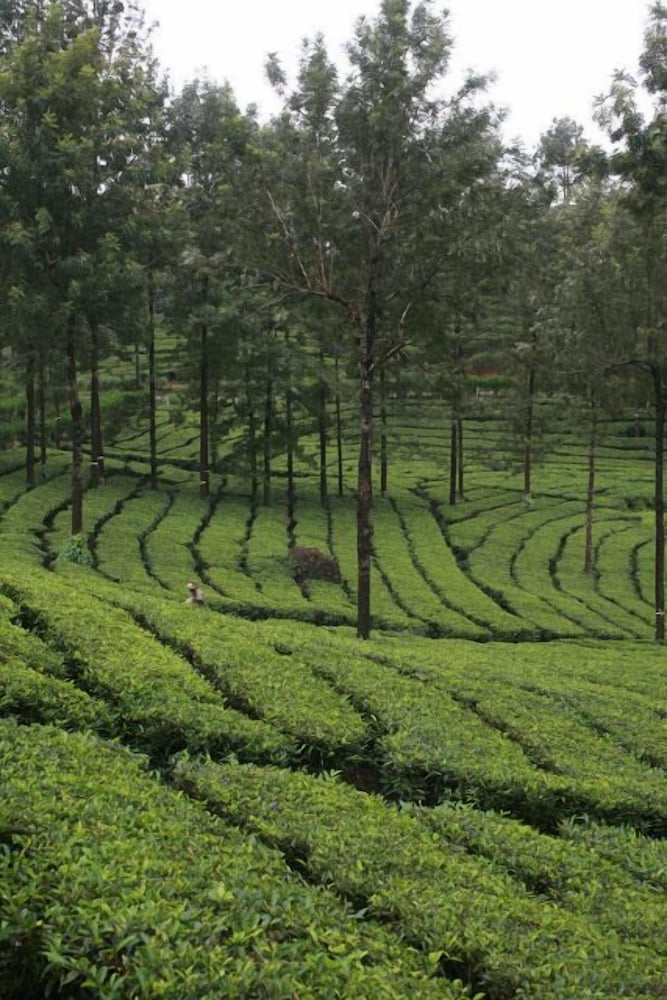 Фото Wild Elephant Eco-Friendly Resort