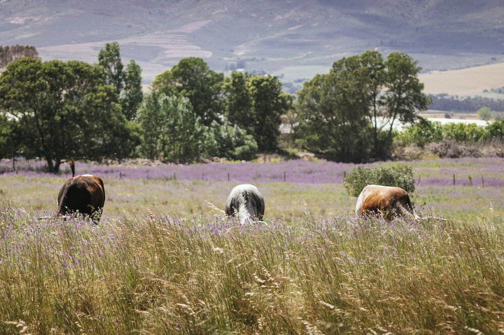 Фото Duikersdrift Winelands Country Escape