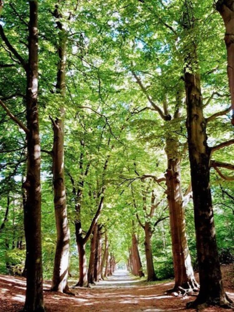 Фото City Hotel Bergen op Zoom