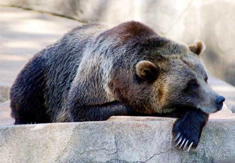 Фото Residence Inn by Marriott Milwaukee Brookfield