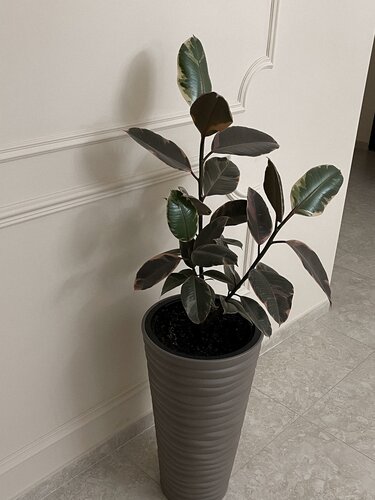 Гостиница Ника в Пятигорске