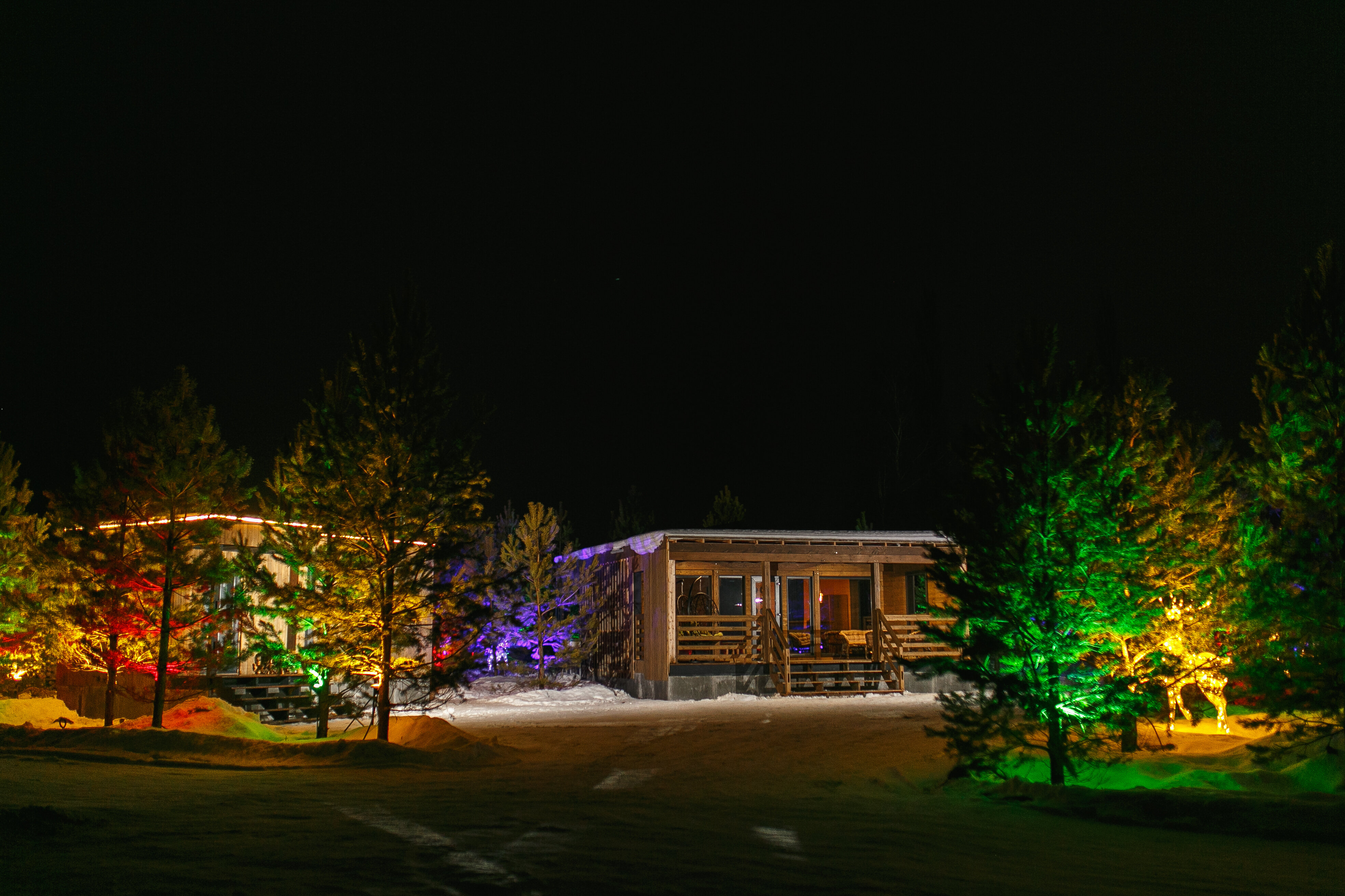 Фото 12 Сосен