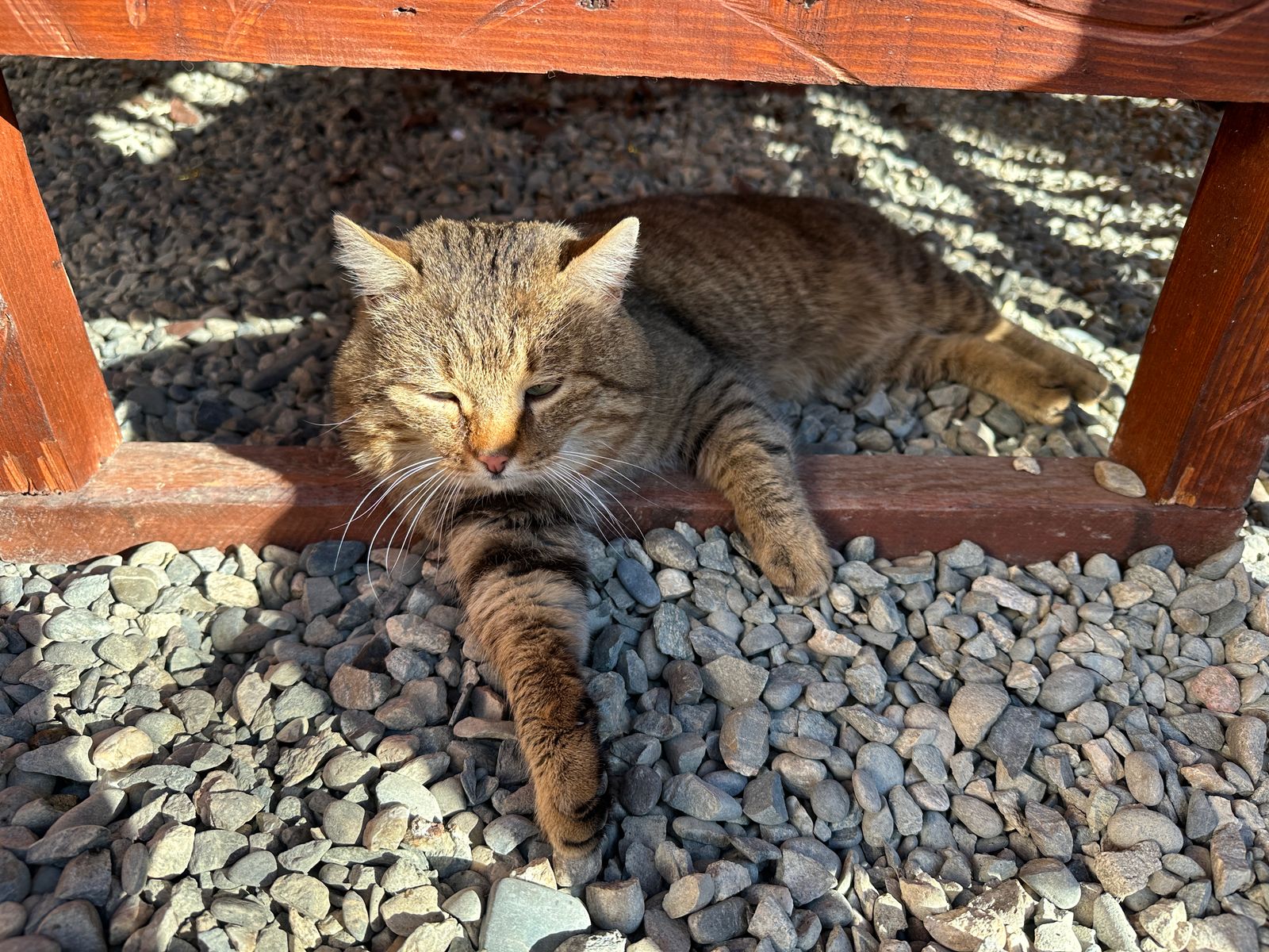 Фото Проксима