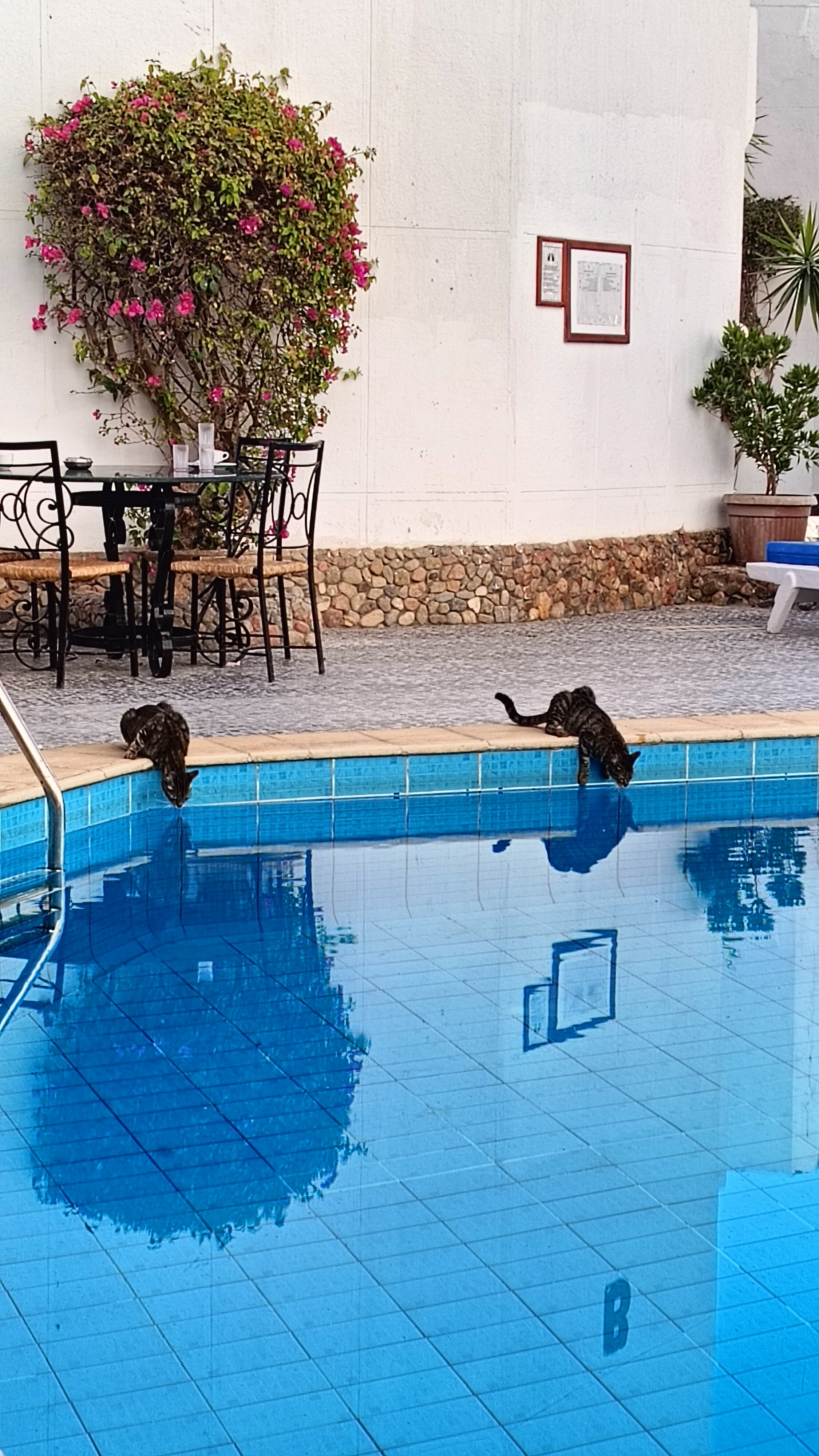 Фото Marlin Inn Azur Resort