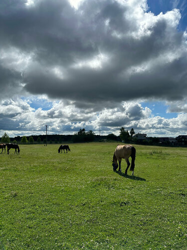 At ve binicilik kulüpleri Horse Farm Natalya, Moskova ve Moskovskaya oblastı, foto