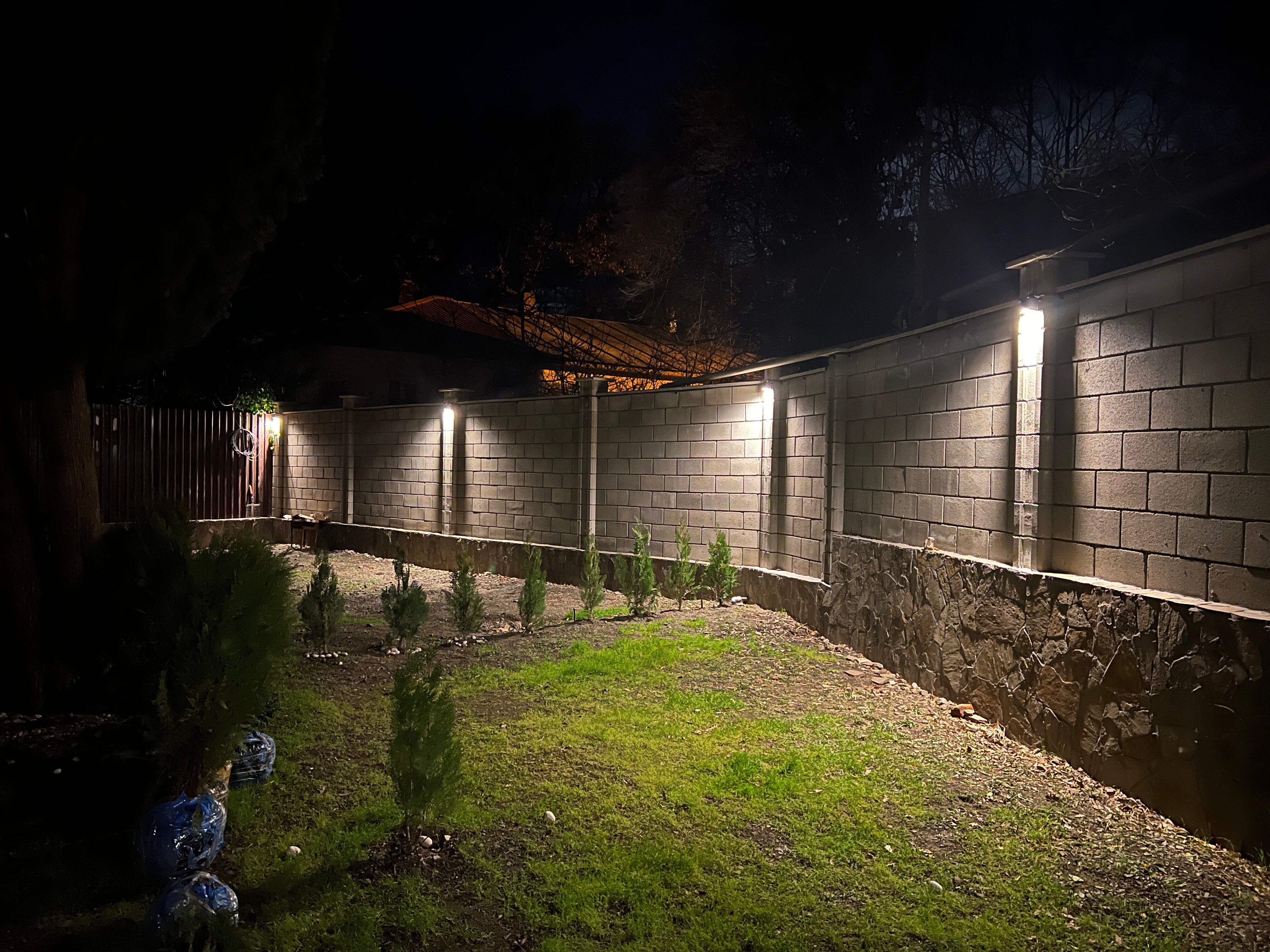 Фото Кипарис