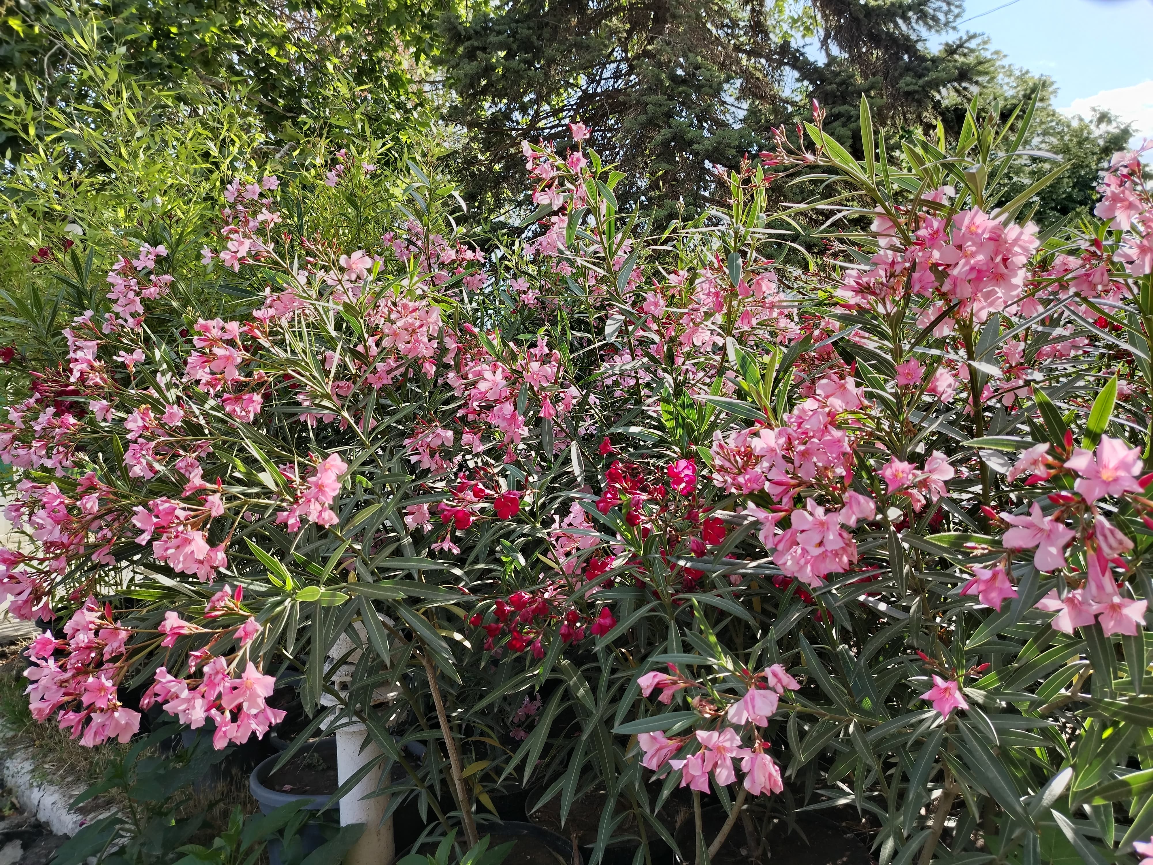 Фото Кубань