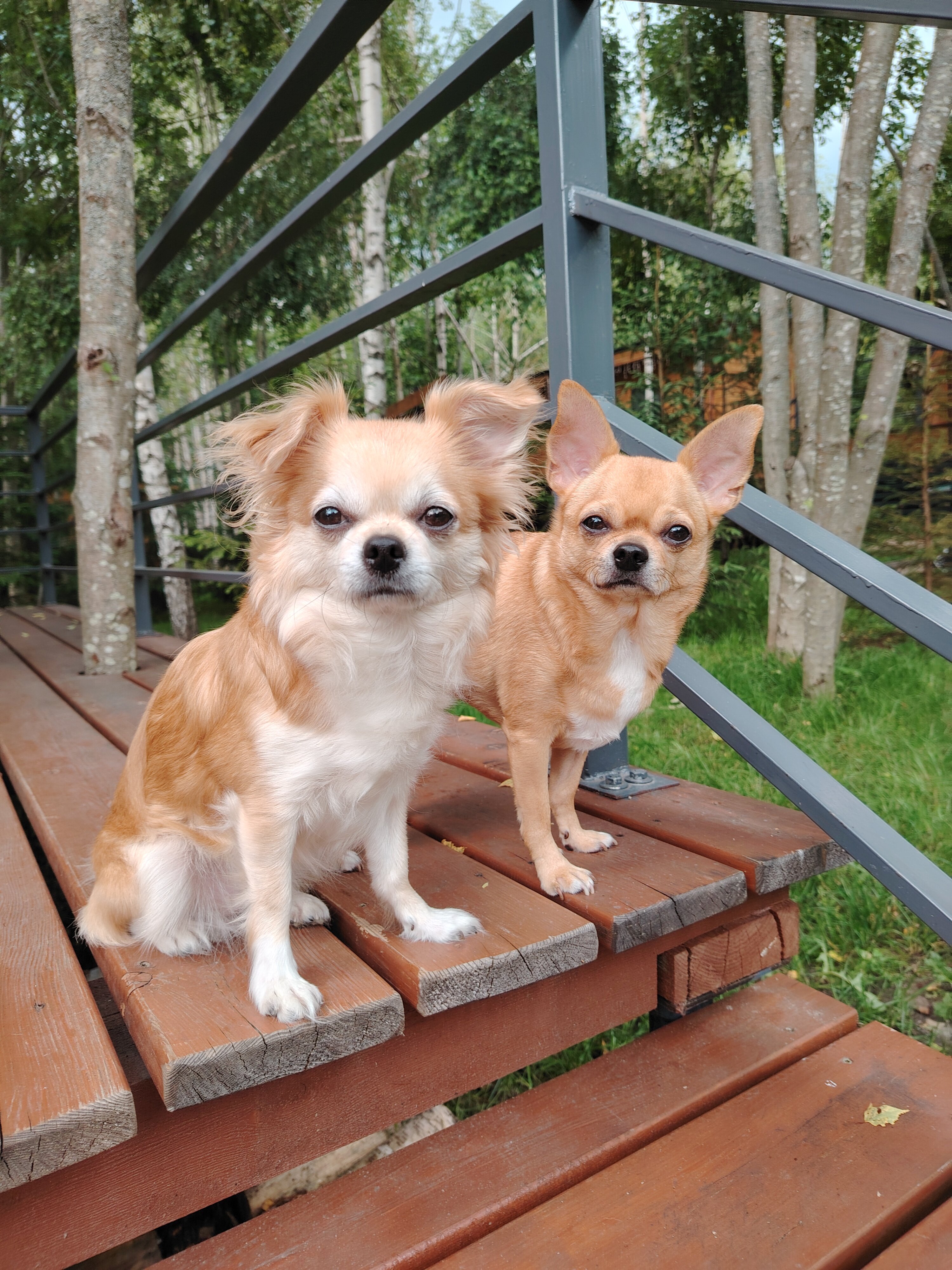 Фото My little forest