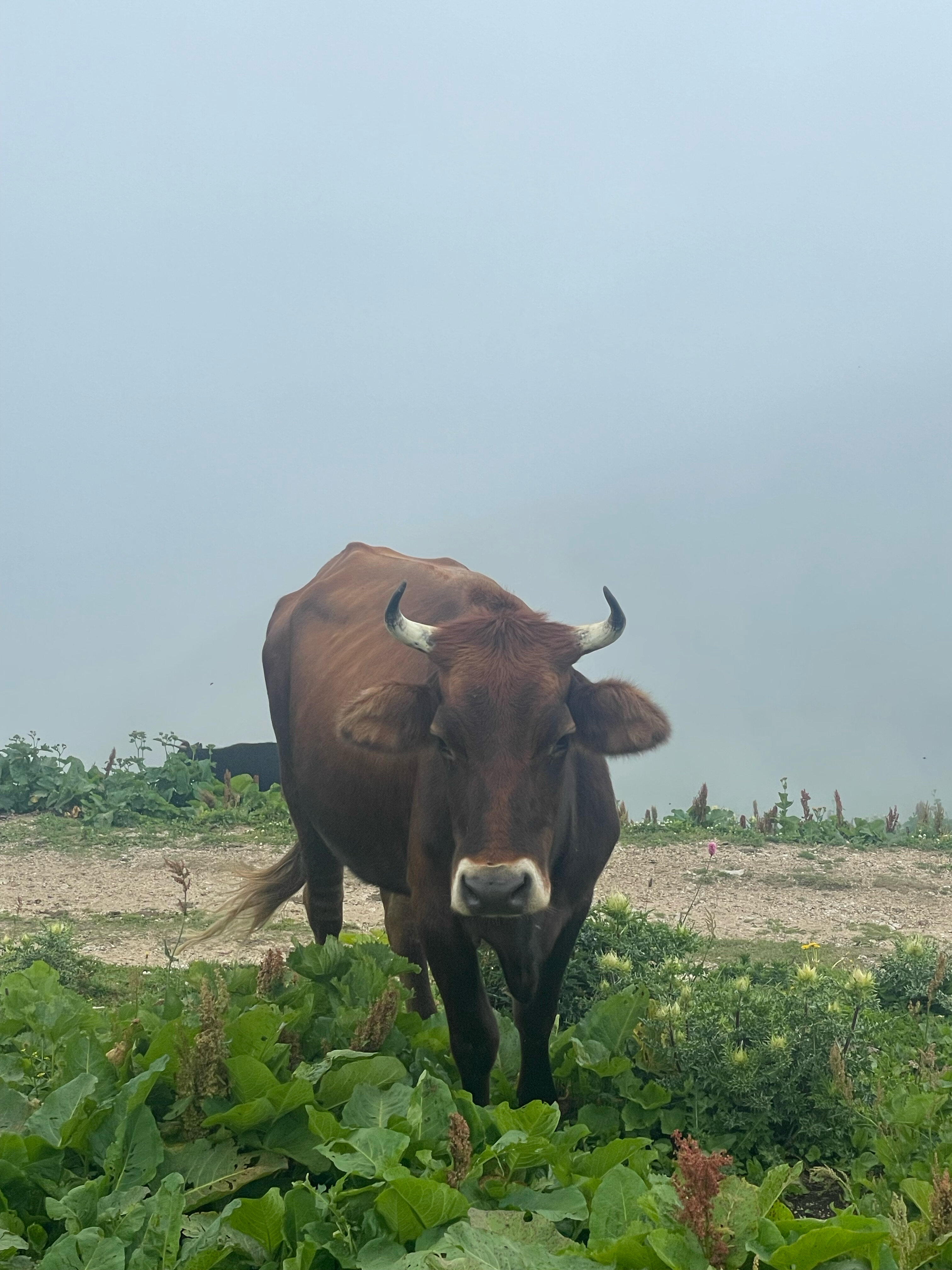 Фото Гостевой дом в Хашупсе