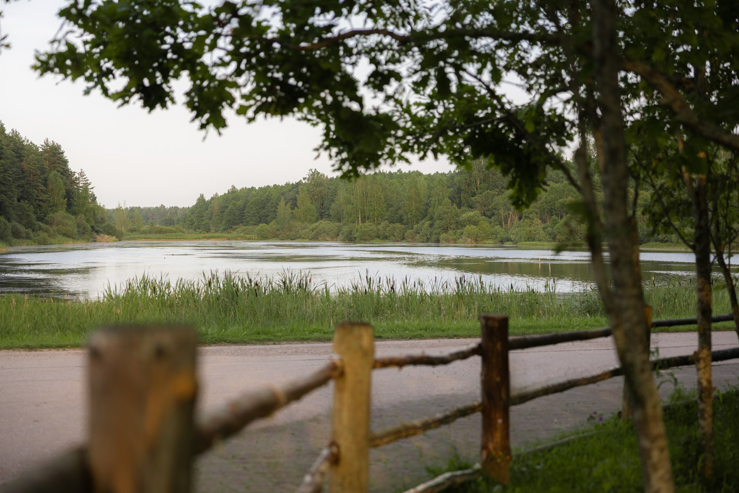 Фото Мятный сад