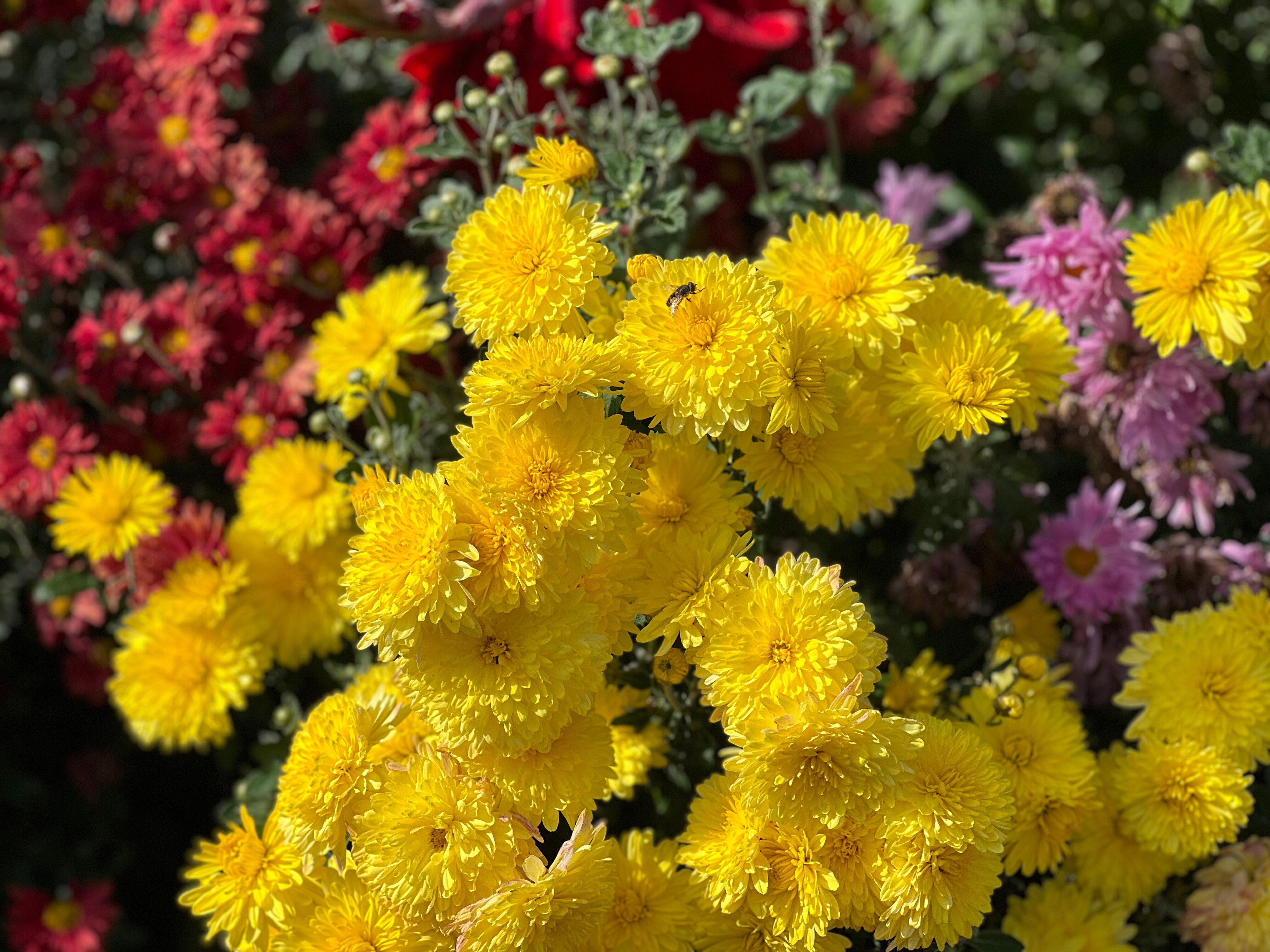 Фото СуздальСад