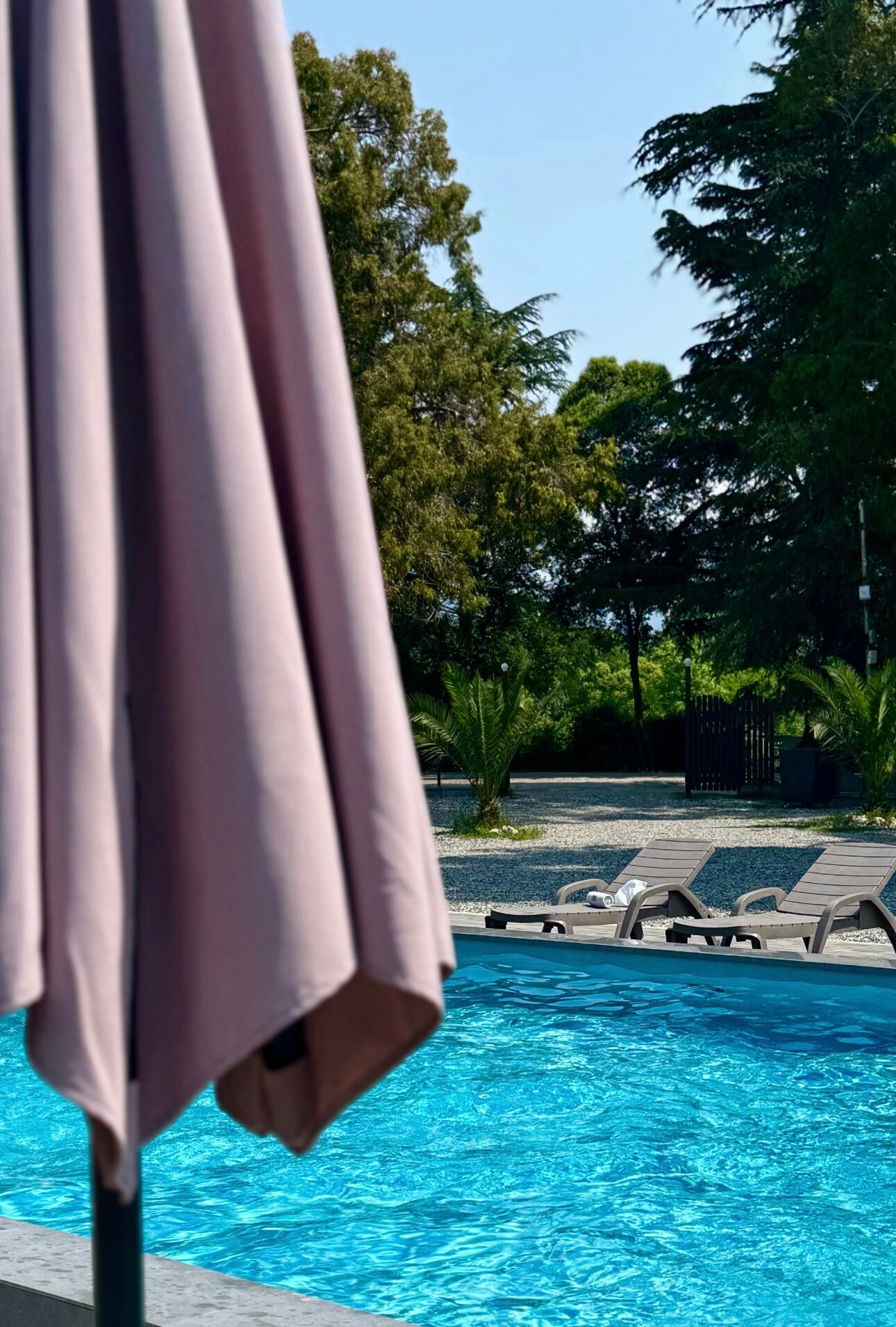 Фото Эвкалипт