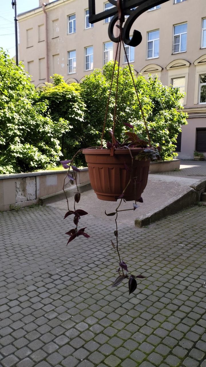 Фото Паллада