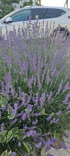 Дом в аренду Высокий берег в Таманском