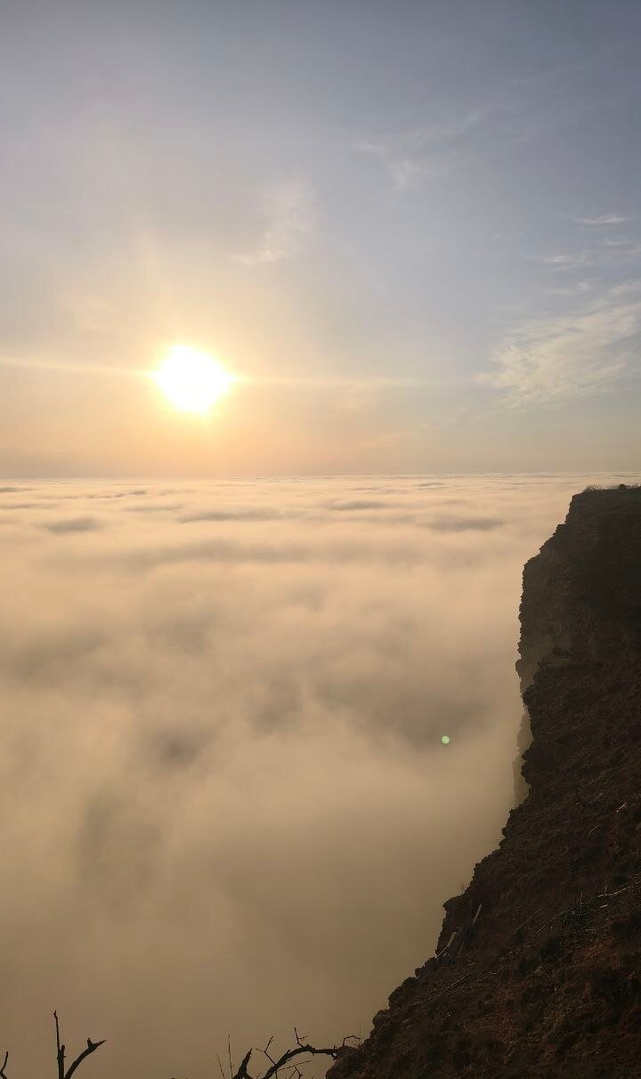 Фото Шафран