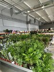 Dendroterra (Voronezh, 9 Yanvarya Street, 68И) ، flower shop