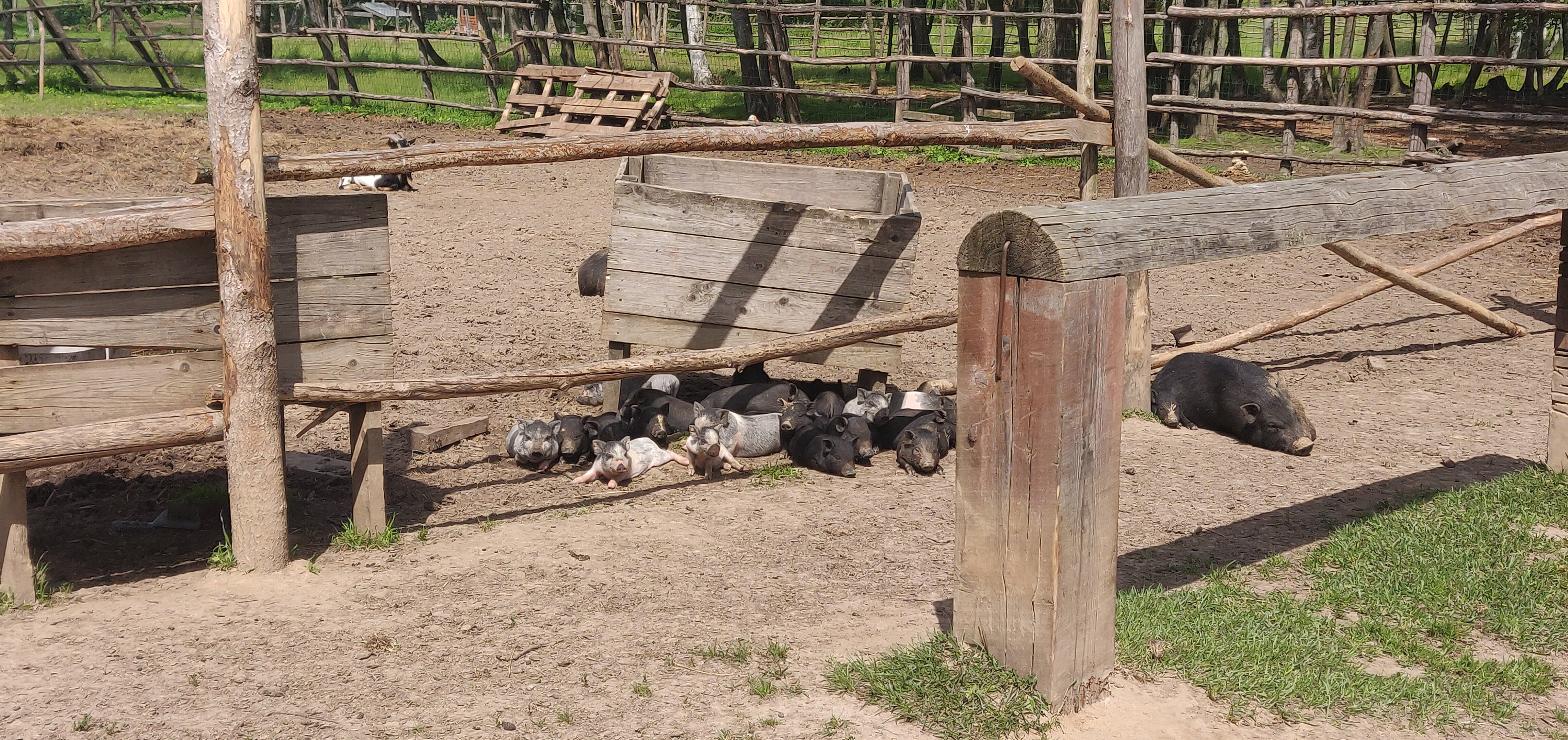 Фото Легенды леса