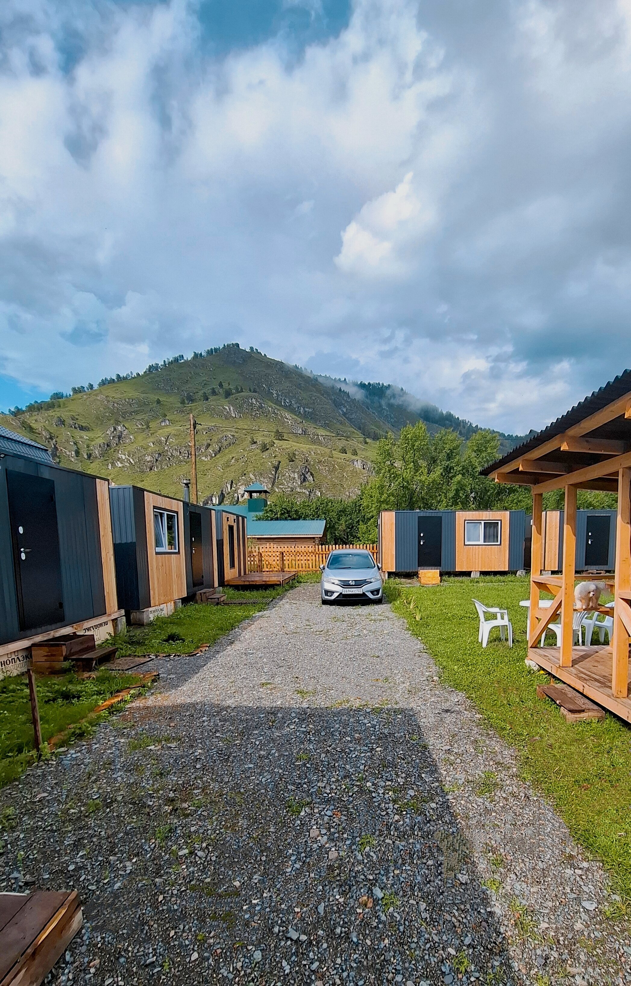 Фото Дикие Ели