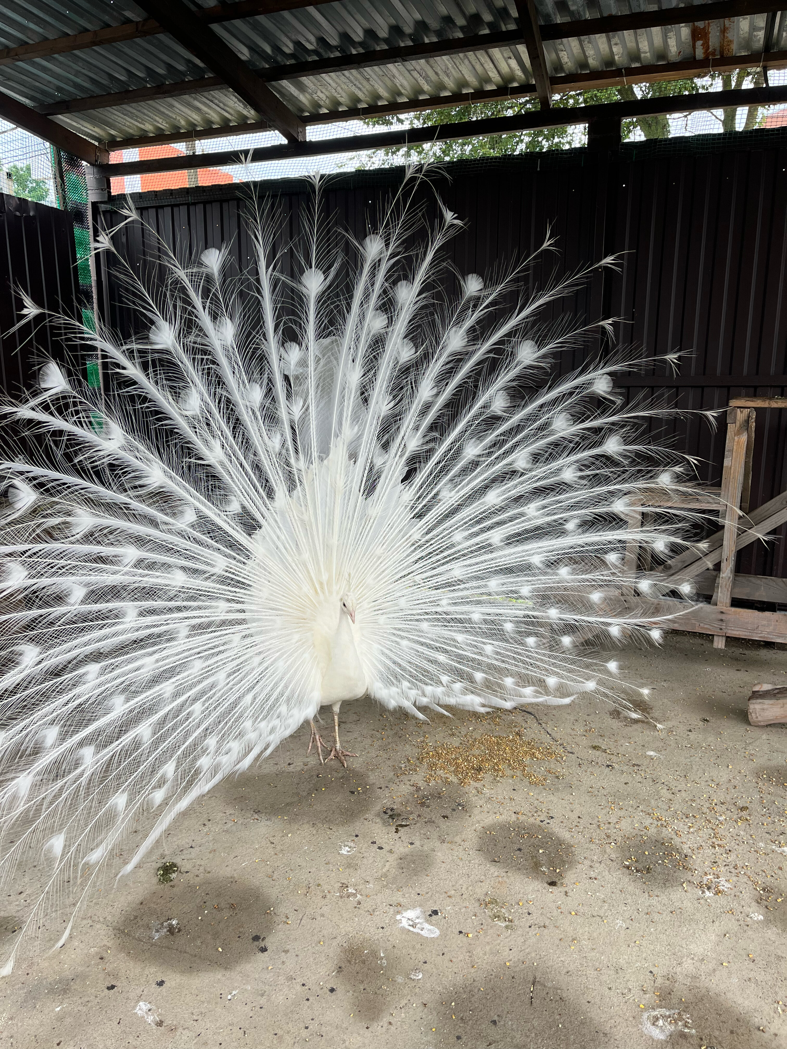 Фото Джубгский дворик