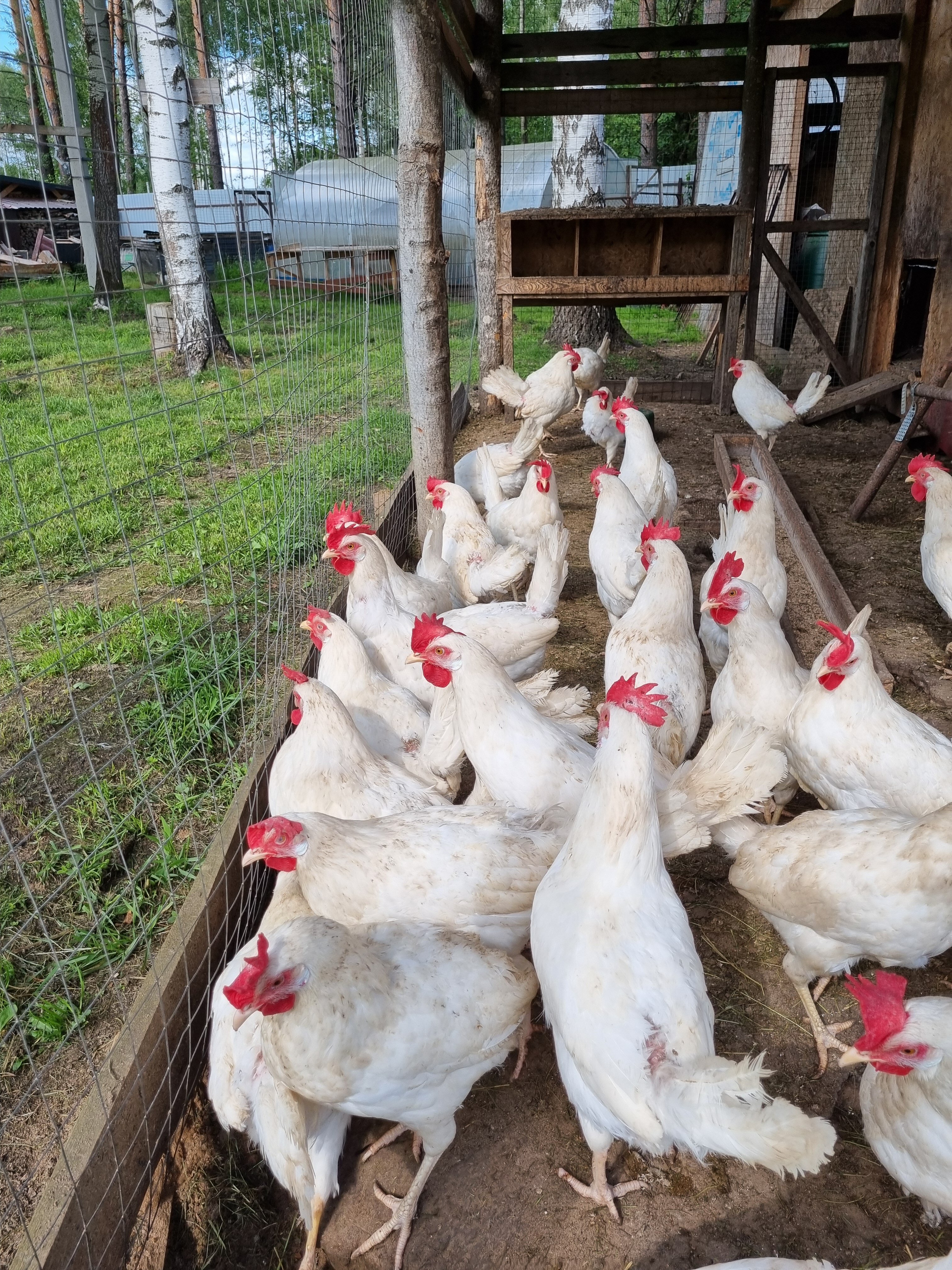 Фото Агроусадьба Мечта