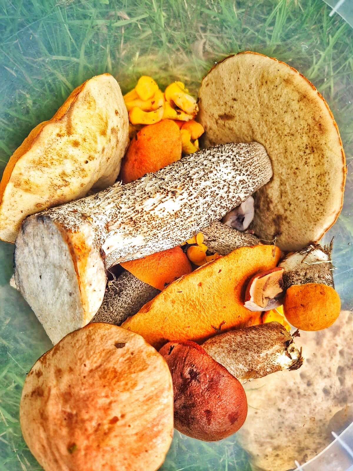 Фото Водлозеро