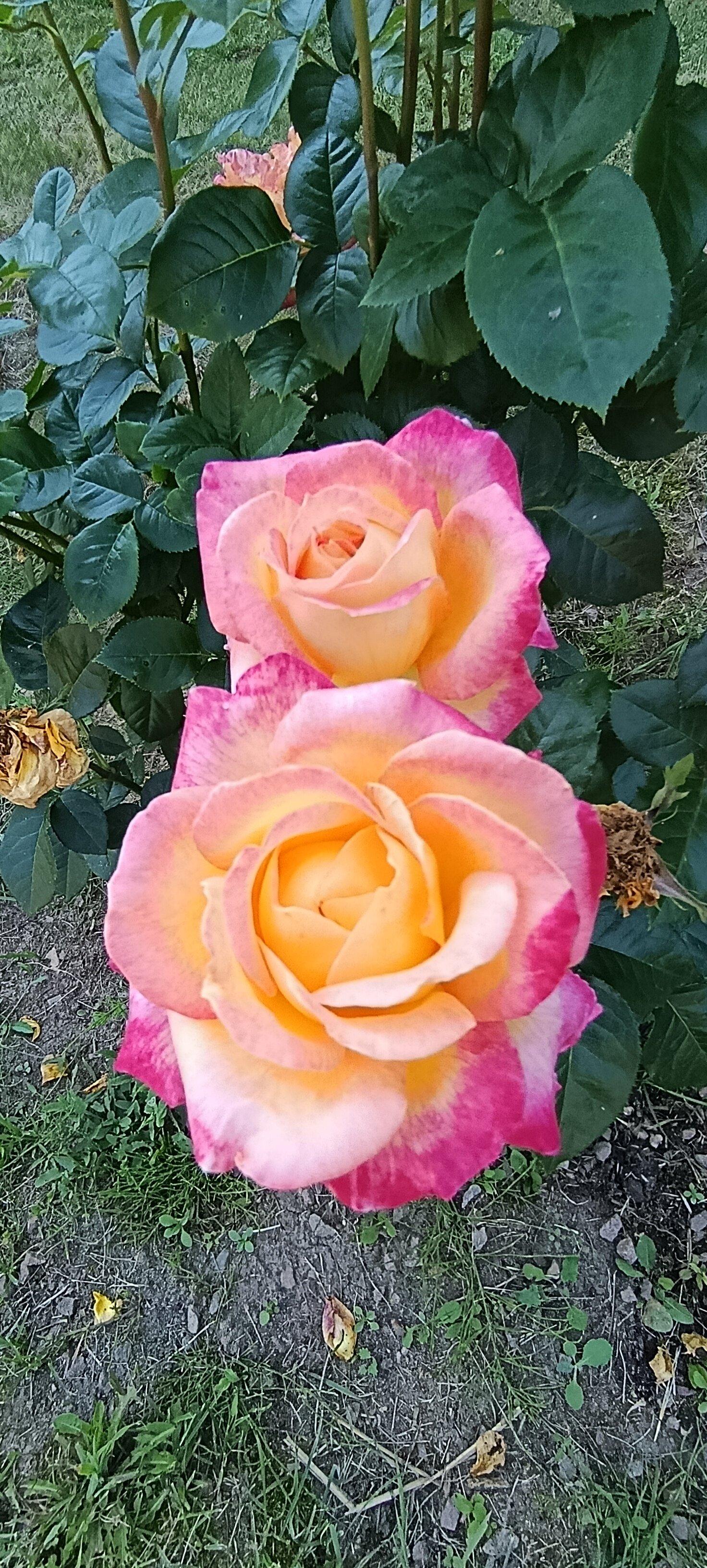 Фото La Ferme de Reve