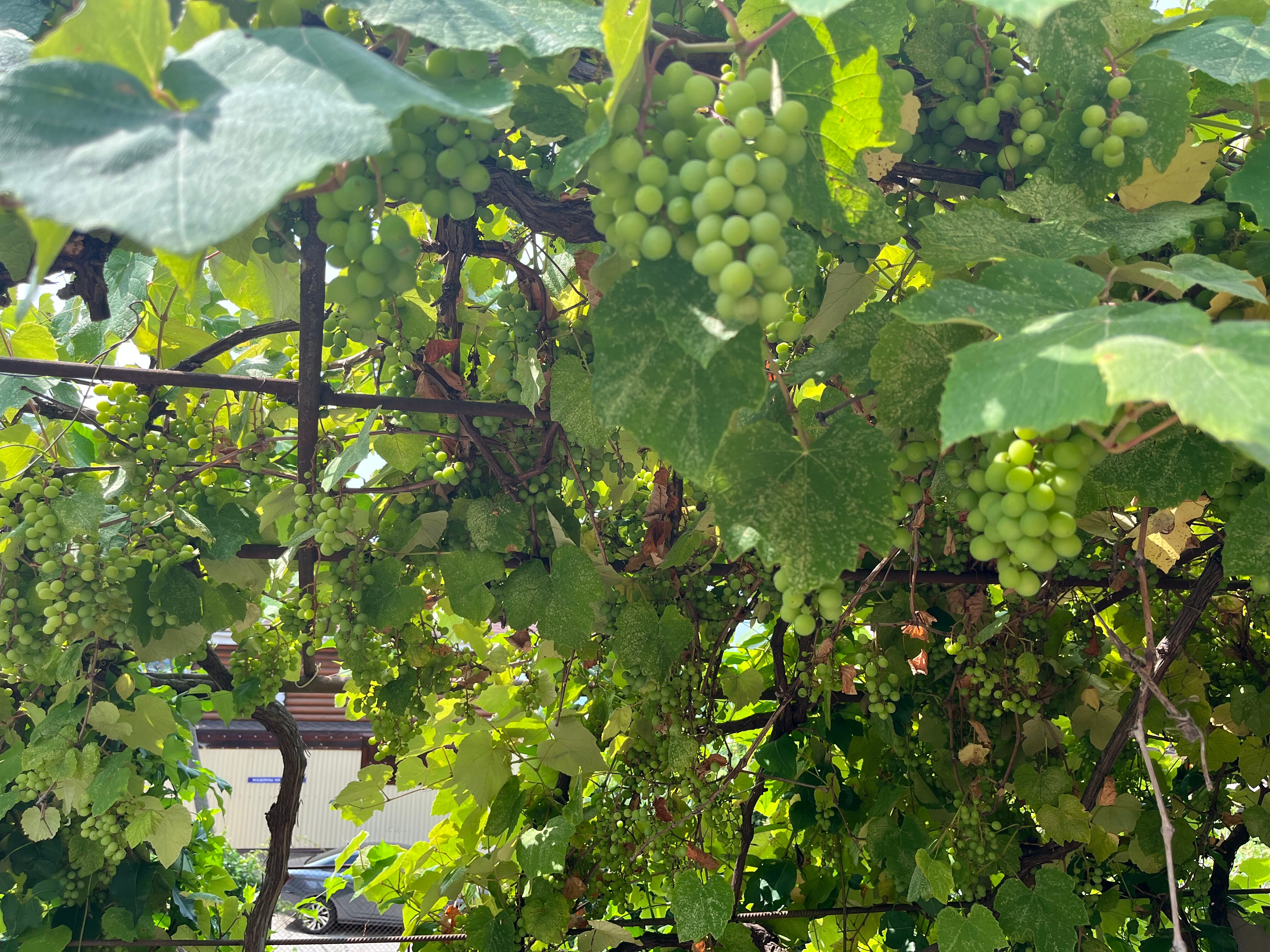 Фото Сваруп Дом