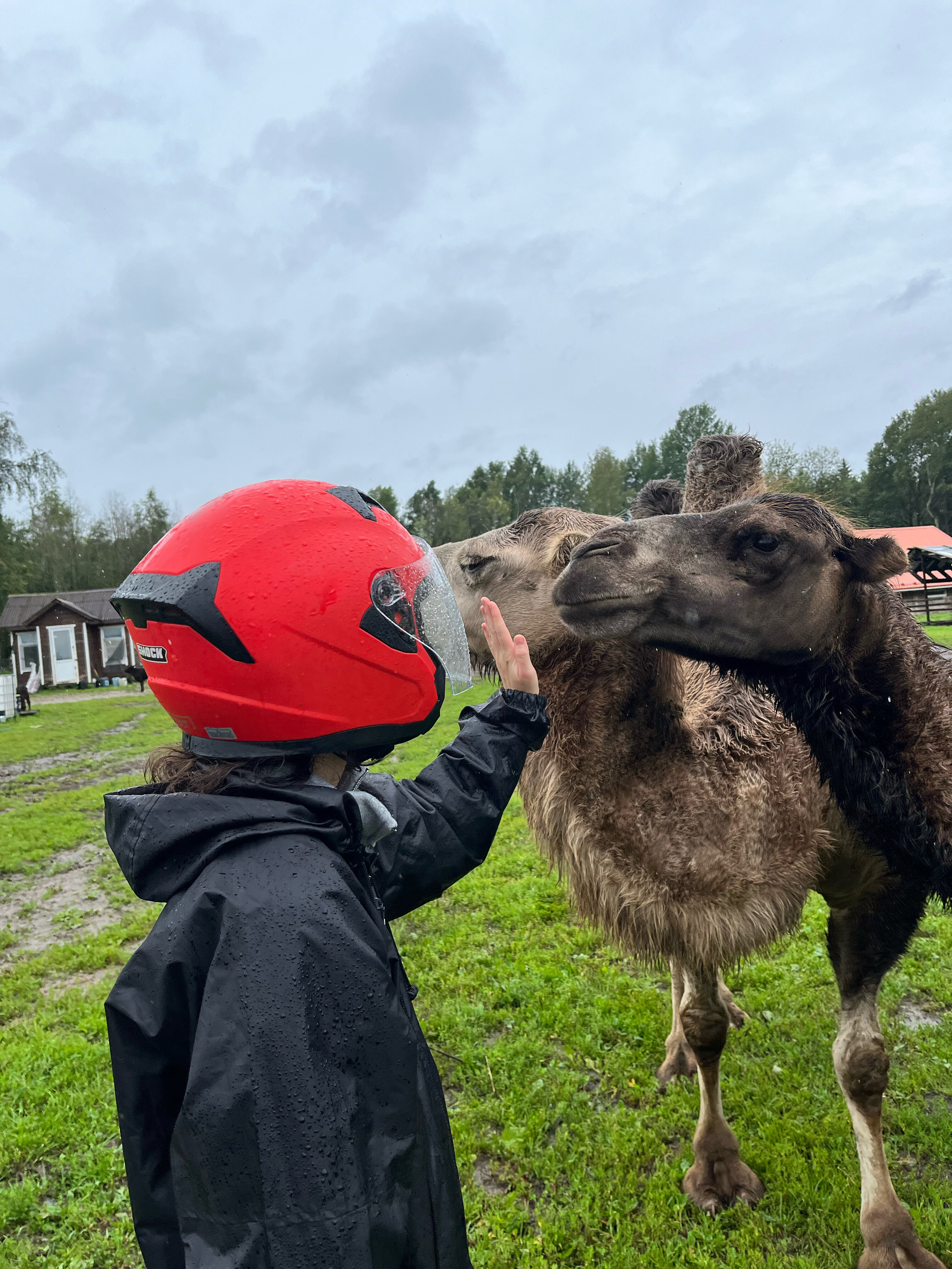 Фото Рулёвка