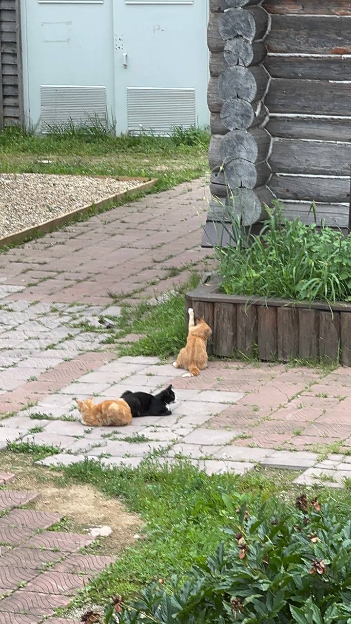 Фото Ваньково