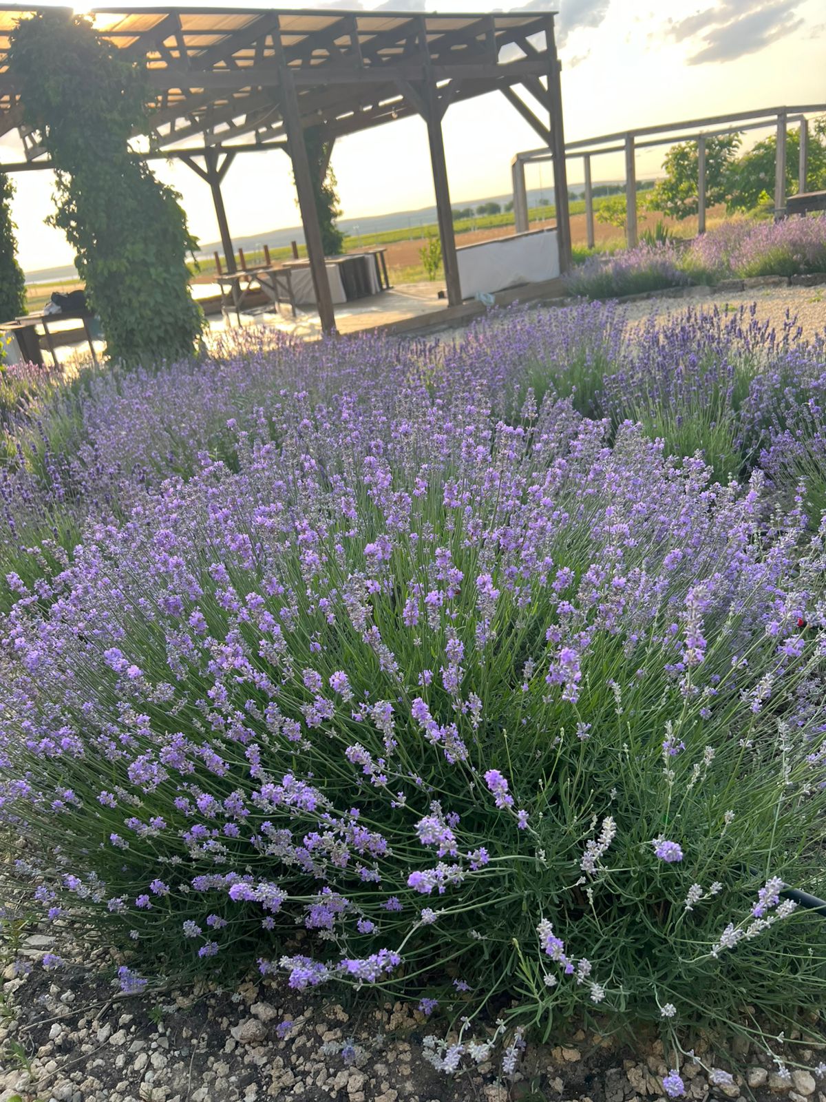 Фото Фридом