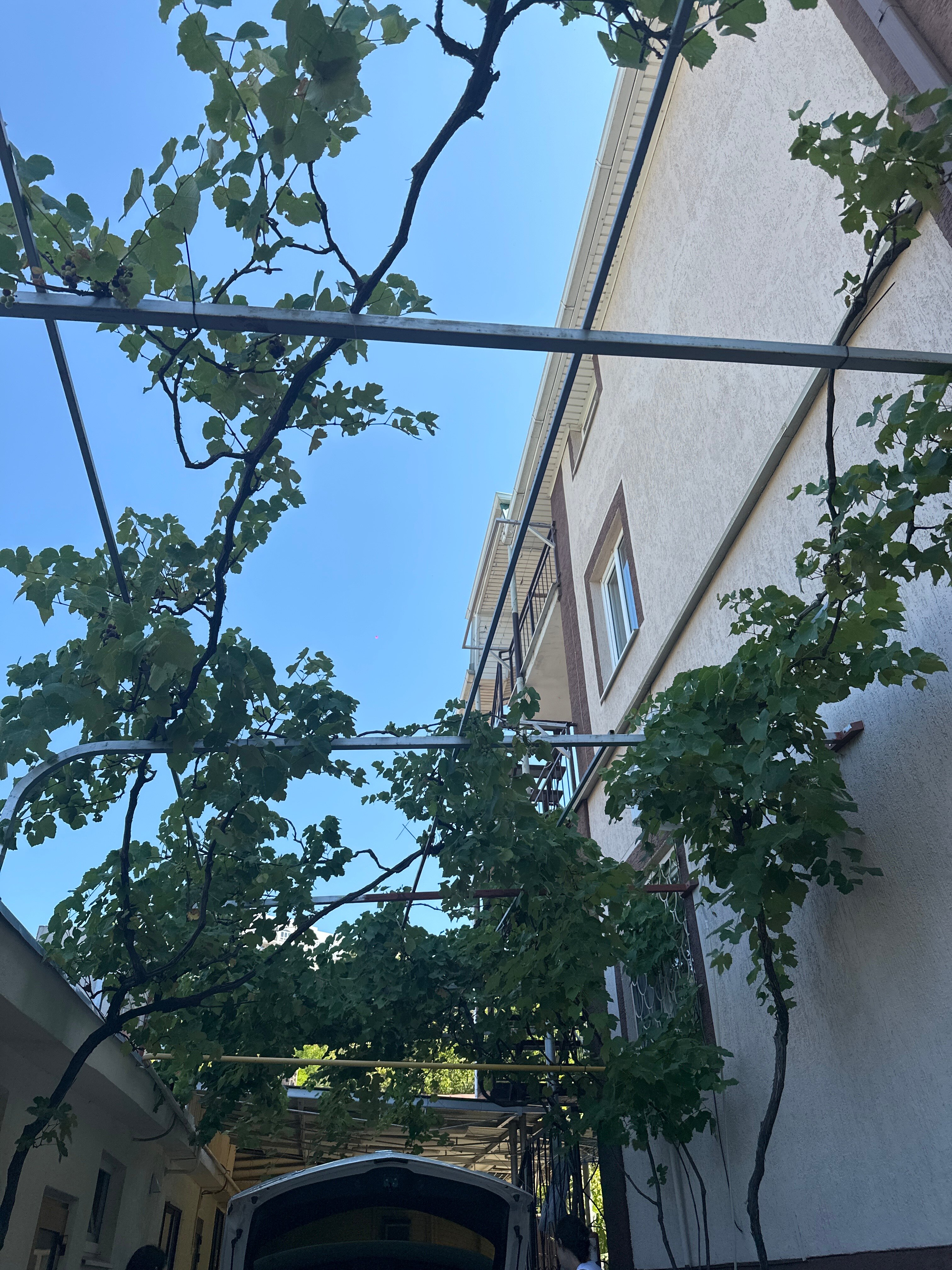 Фото Апельсин