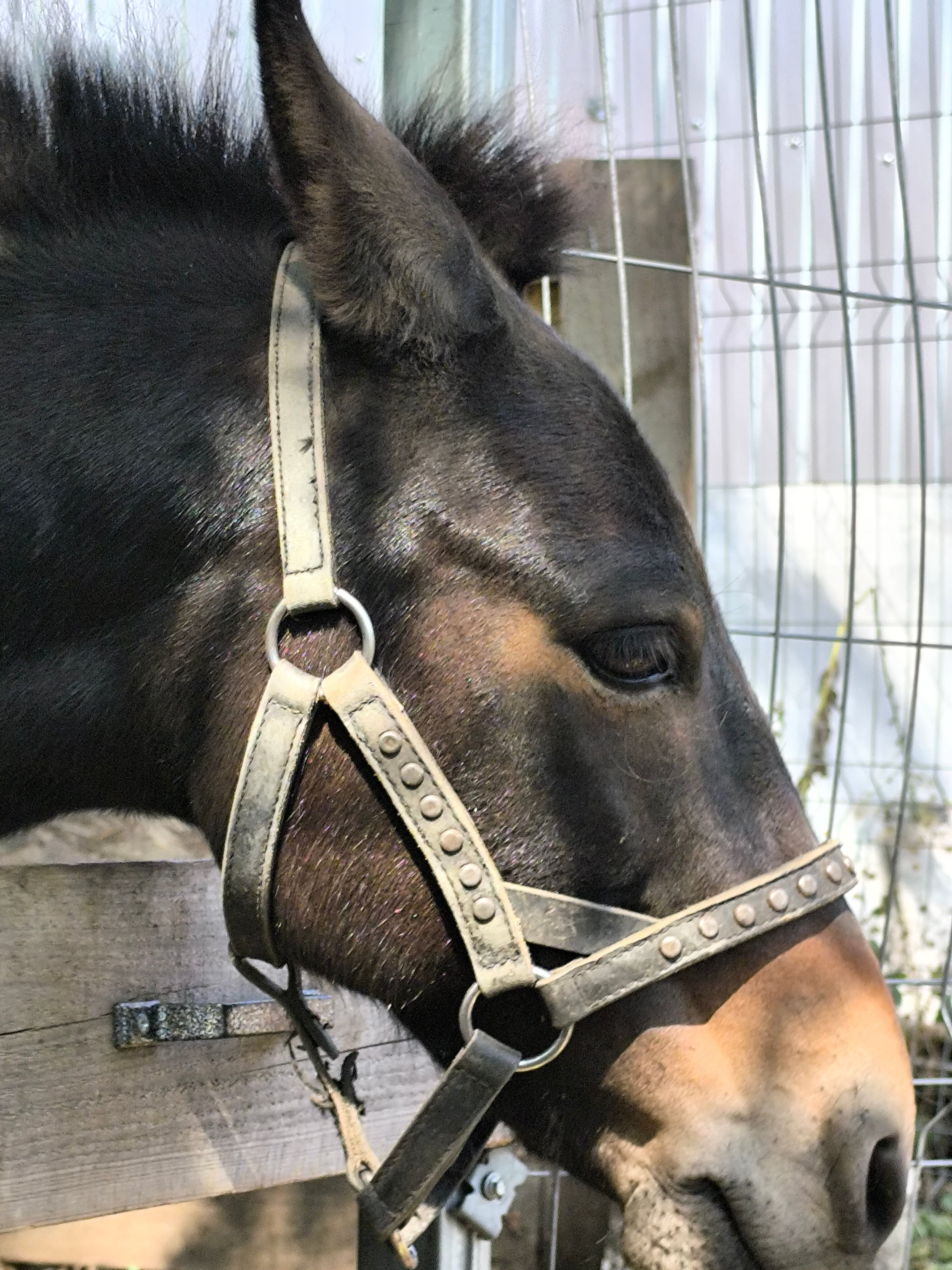 Фото Двор сурка