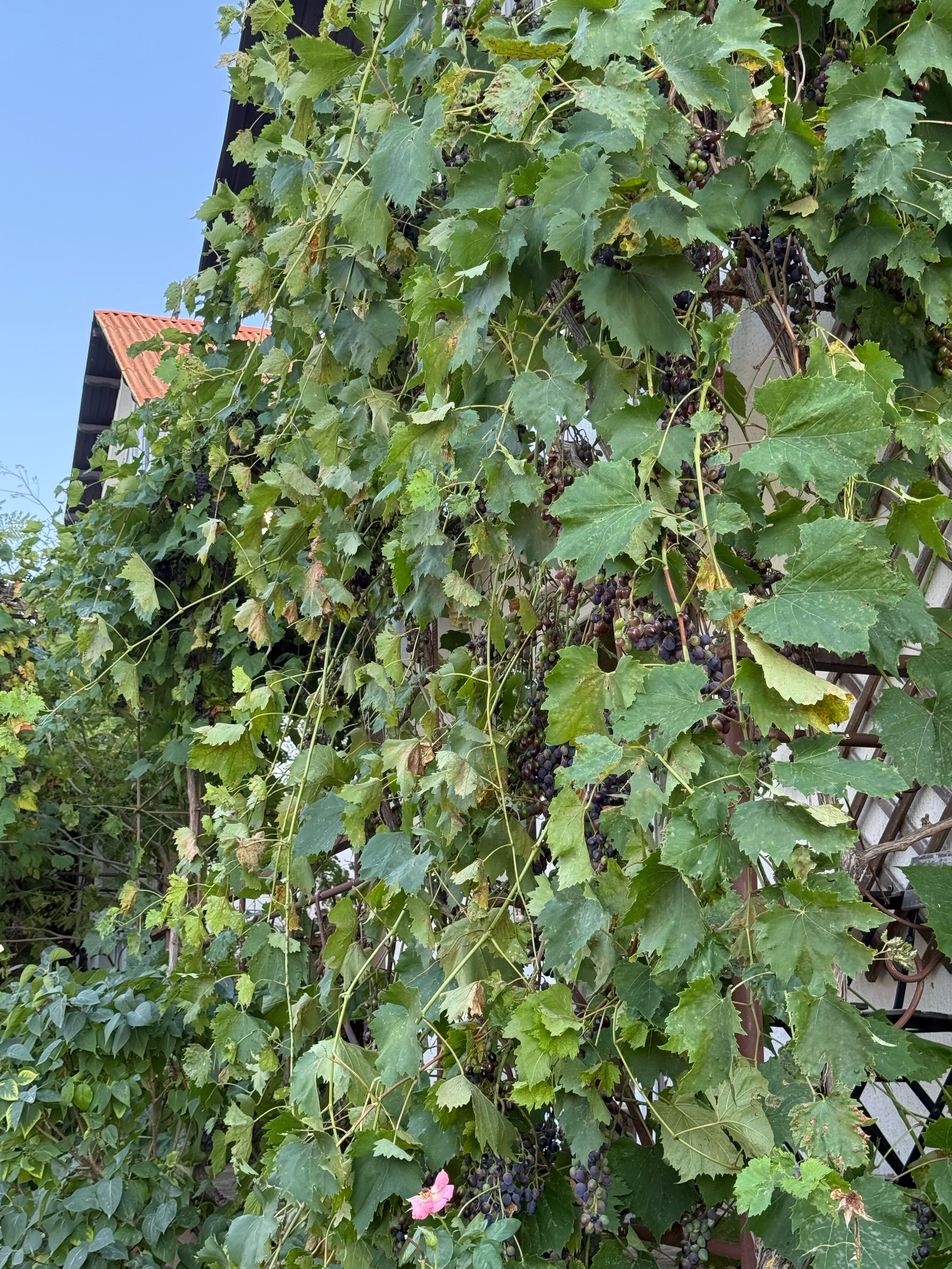 Фото Шато ди лиз