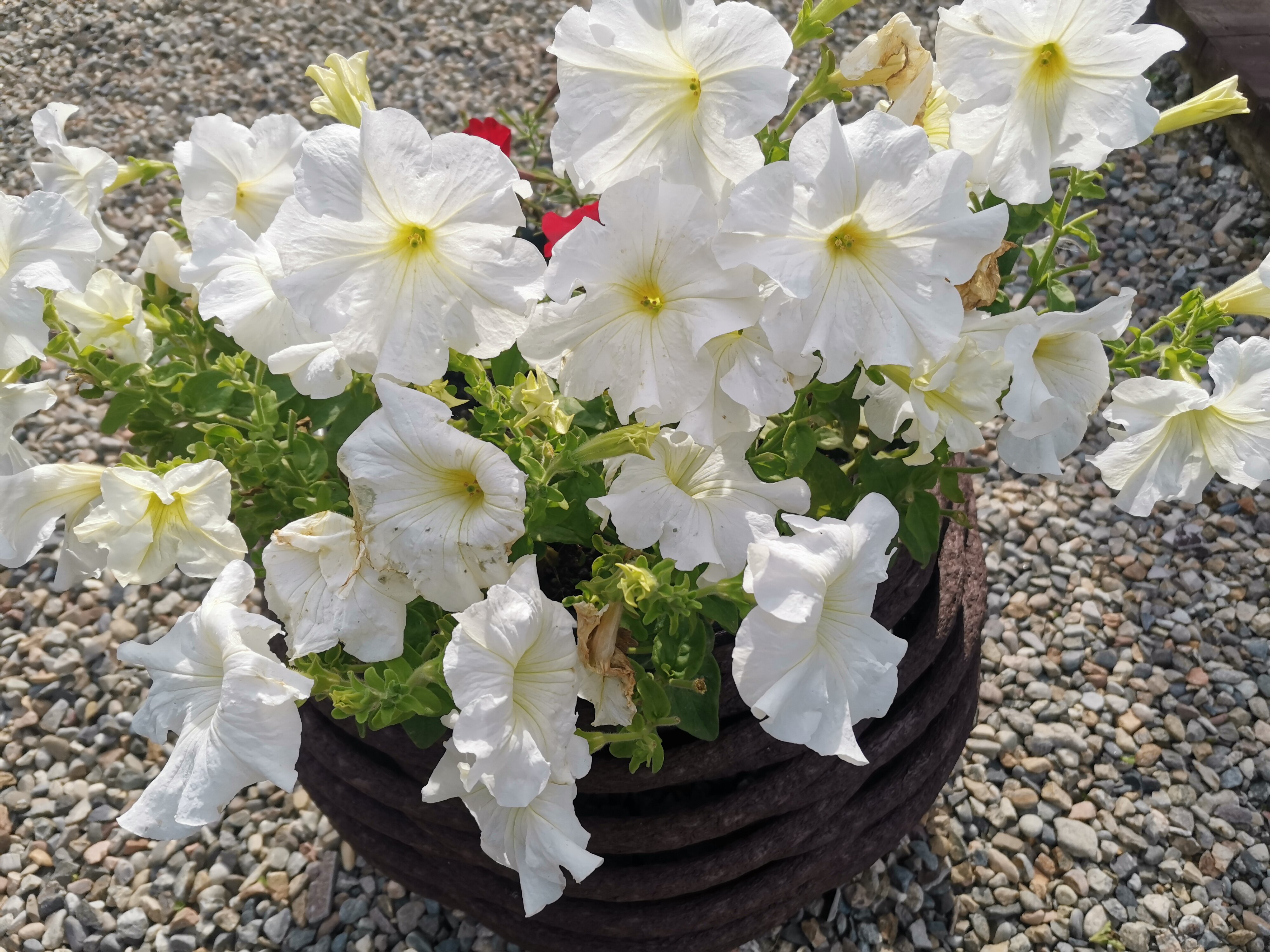 Фото Даурия