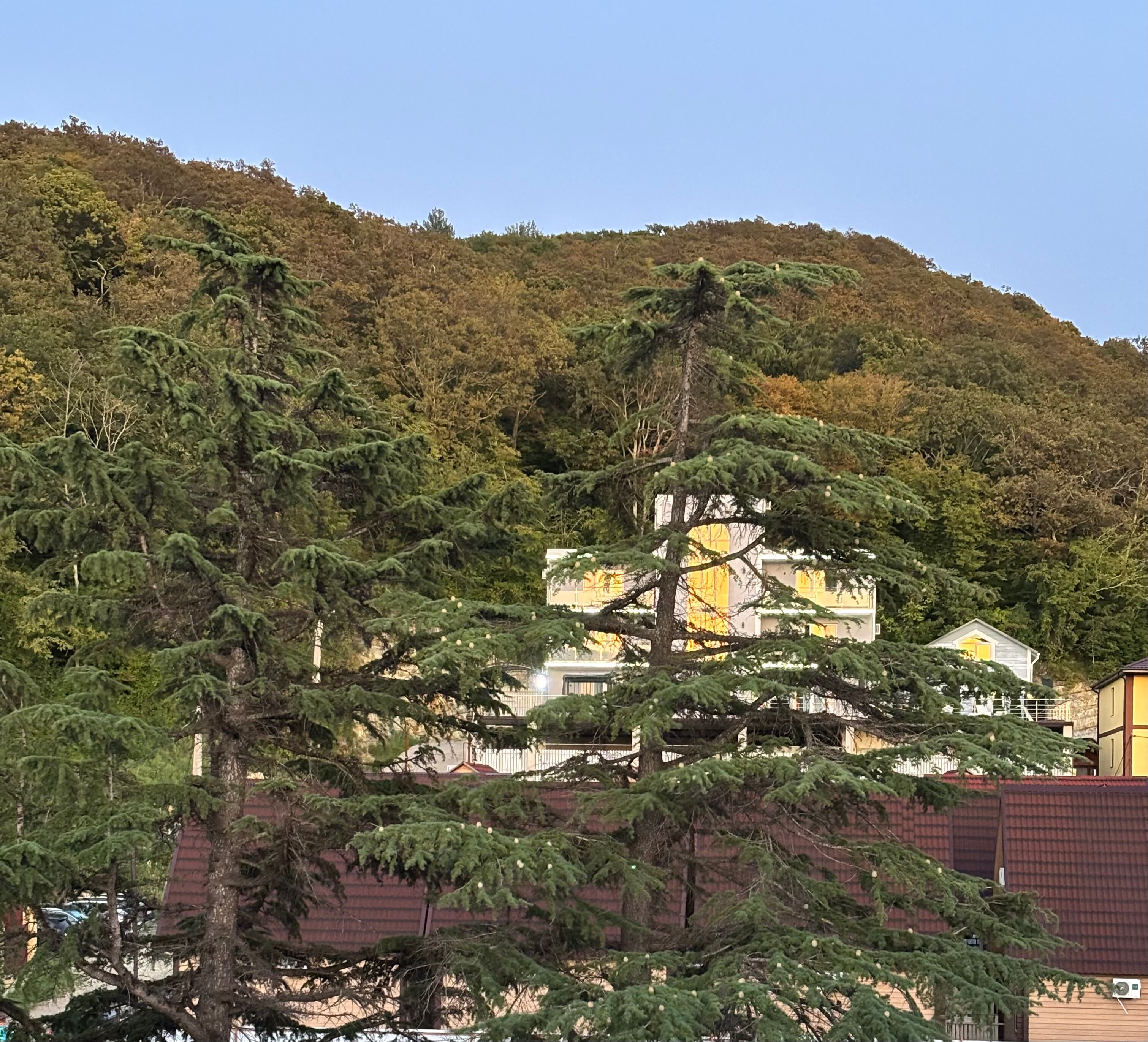 Фото Аммонит