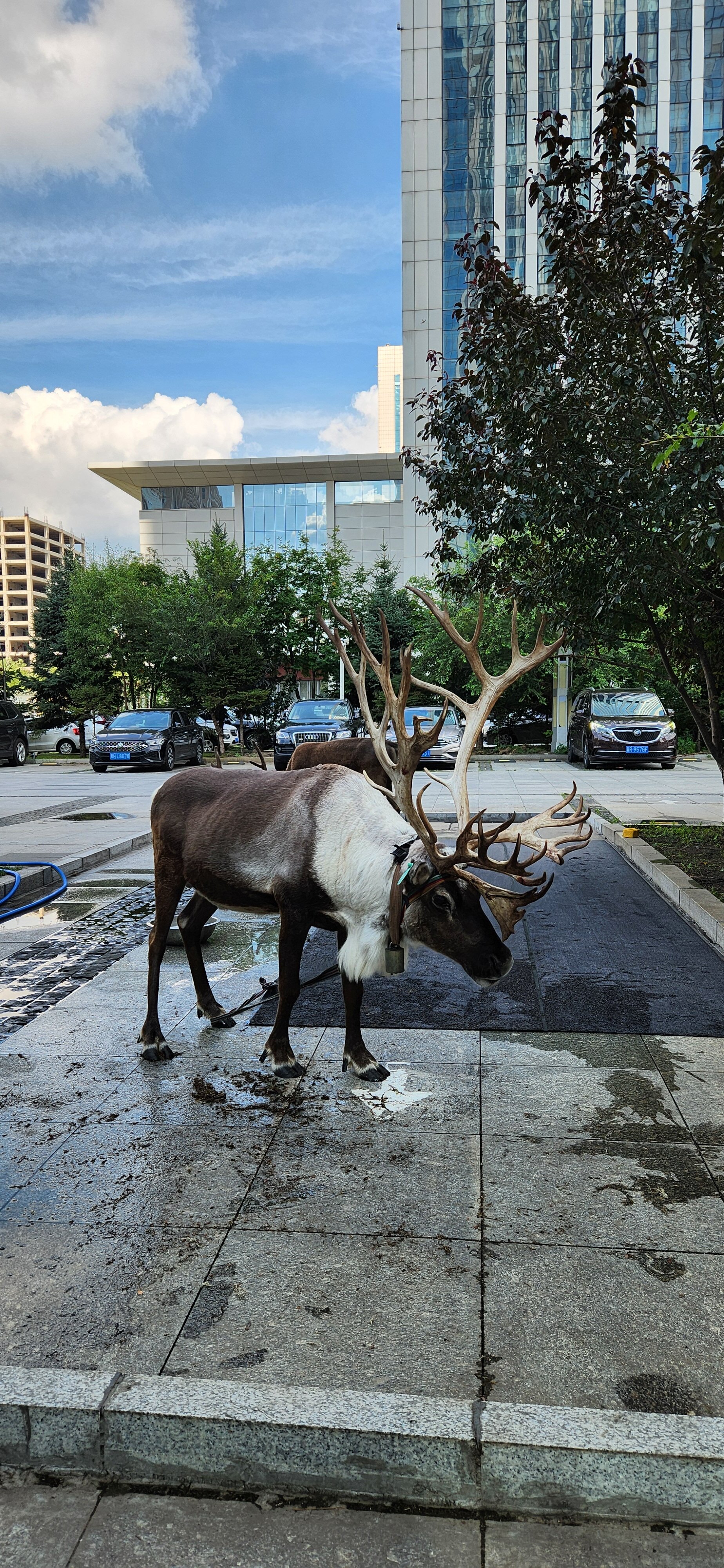 Фото Aoluguya Hotel