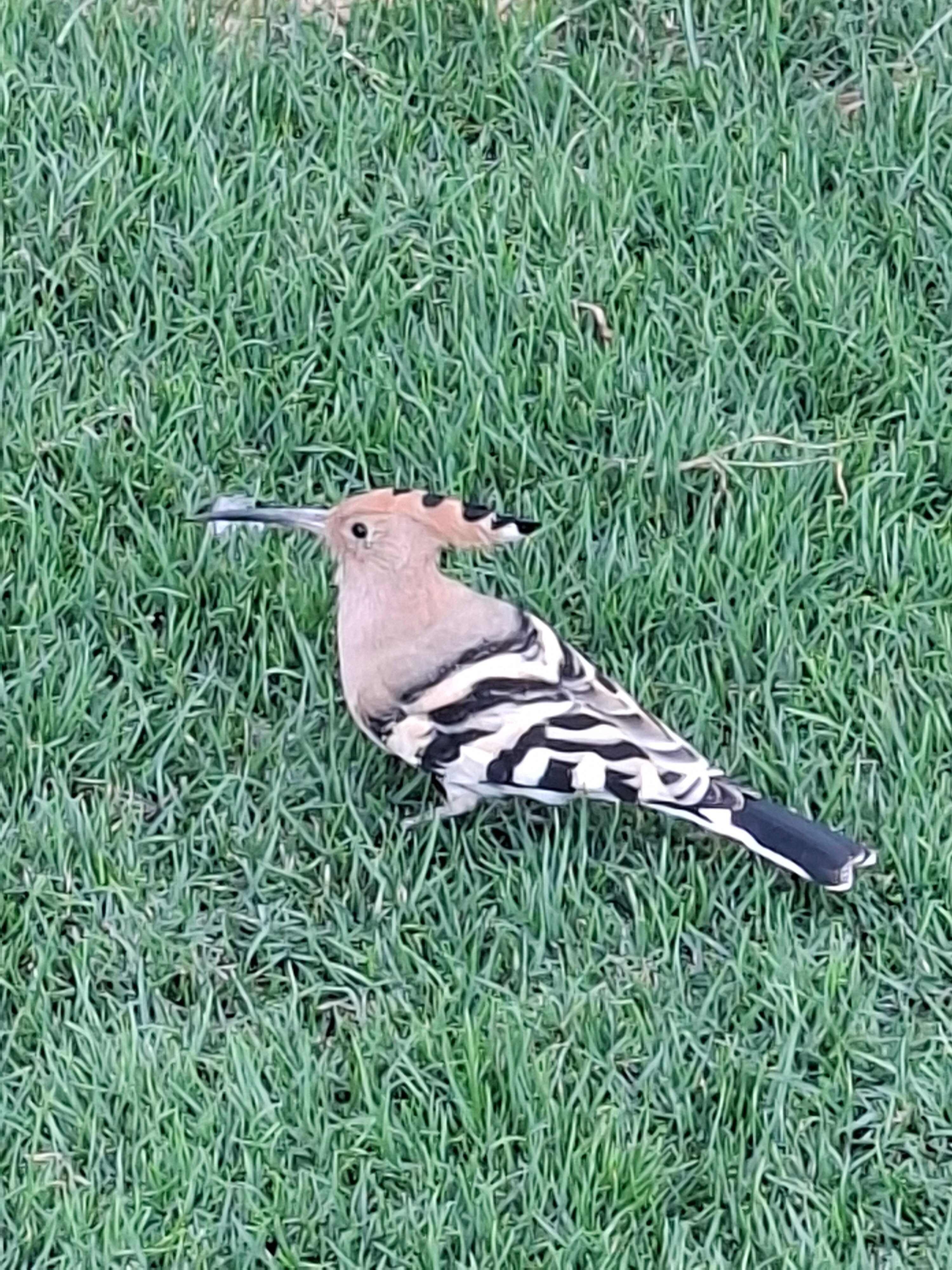 Фото Sheraton Sharm Hotel, Resort, Villas & Spa