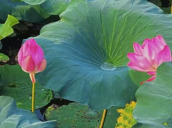 Фото Lakeview Xuanwu