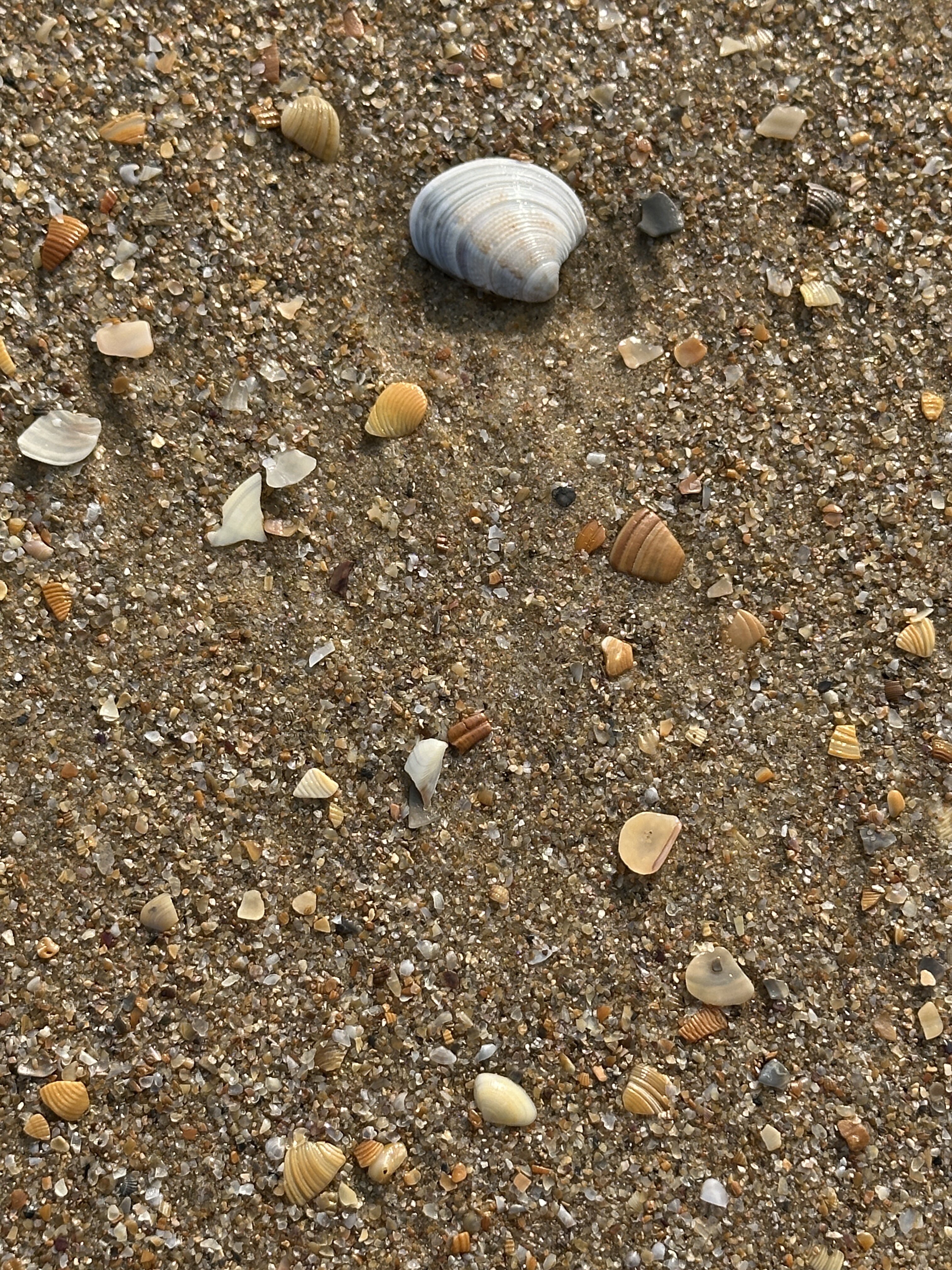 Фото Август на Пионерском