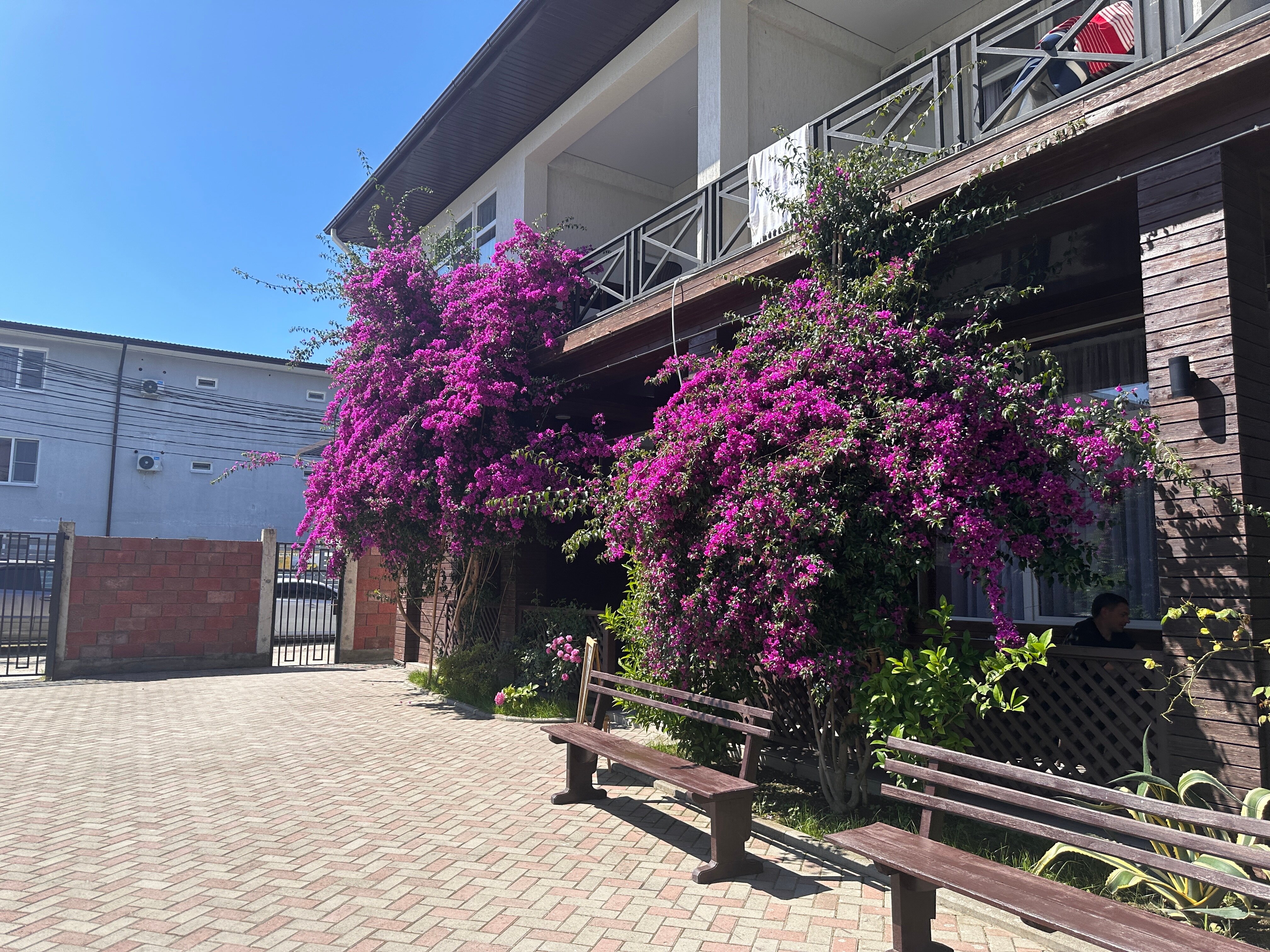 Фото Бугенвиллея