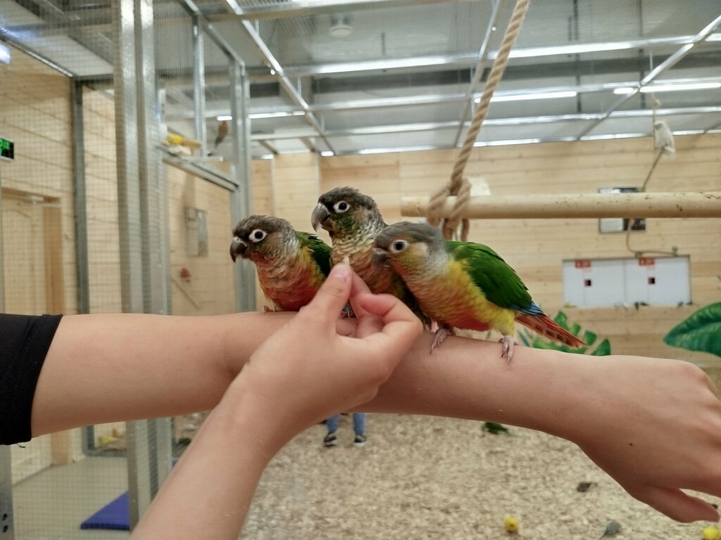 Zoo Парк попугаев, Nizhnekamsk, photo