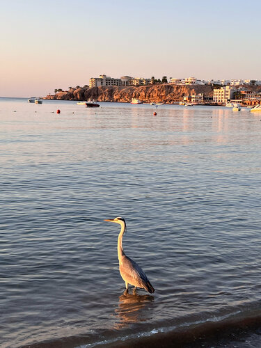 Внешний вид отеля Jaz Fayrouz в Шарме эше Шейхе, фото 4