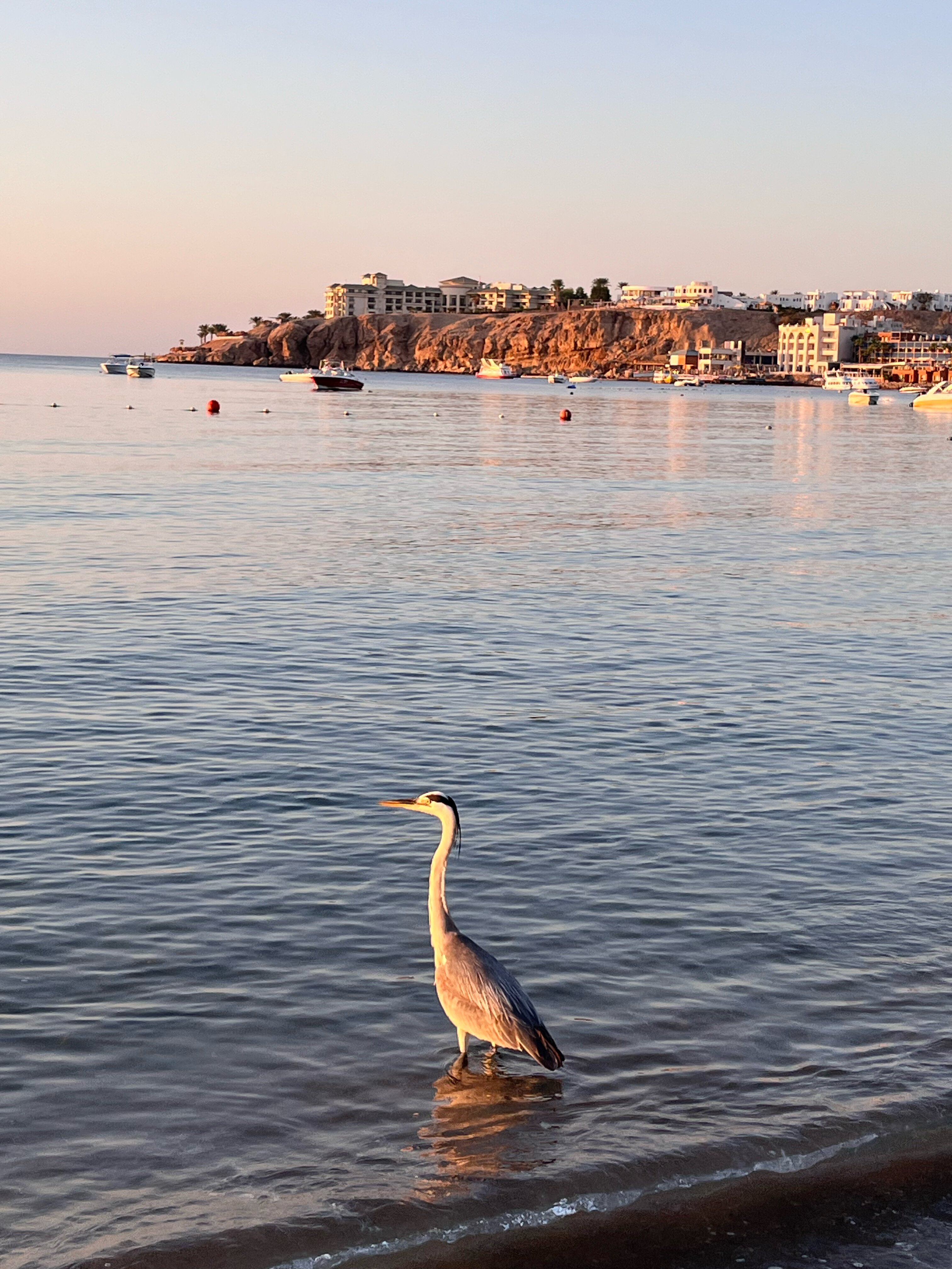 Фото Jaz Fayrouz