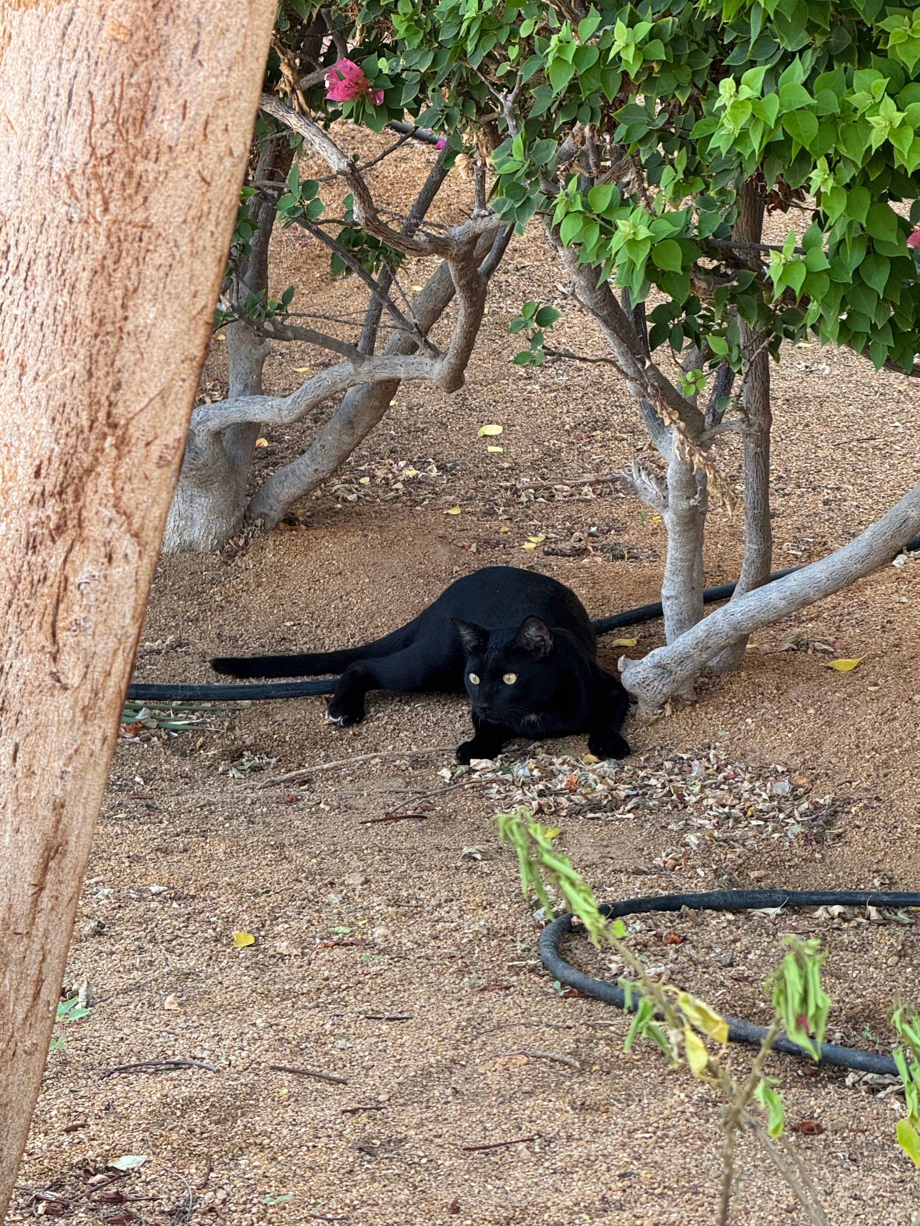 Фото Parrotel Aqua Park Resort