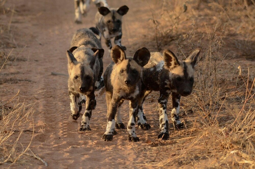 Фото Baobab Ridge Private Lodge